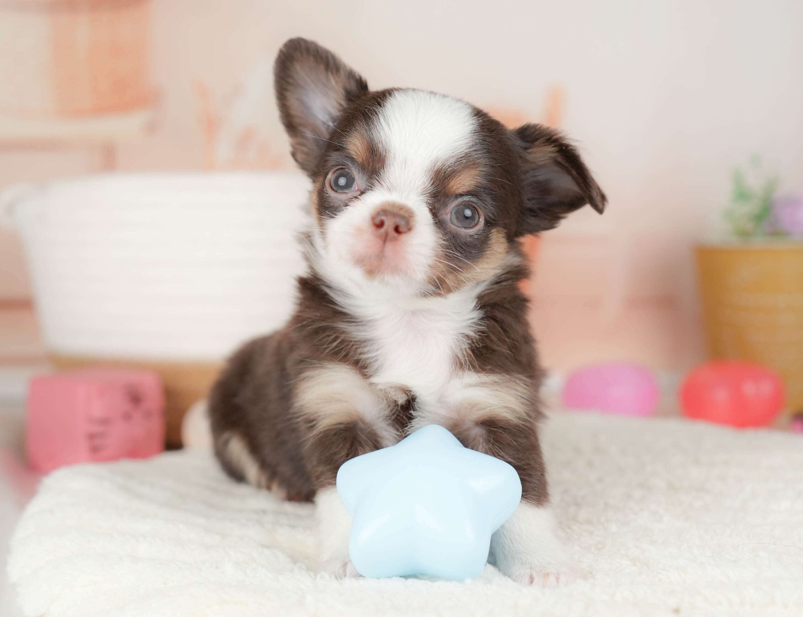 チワワ(ロング) | 男の子 | チョコタン＆ホワイト | 2026年1月18日（ID:dog-30002877）