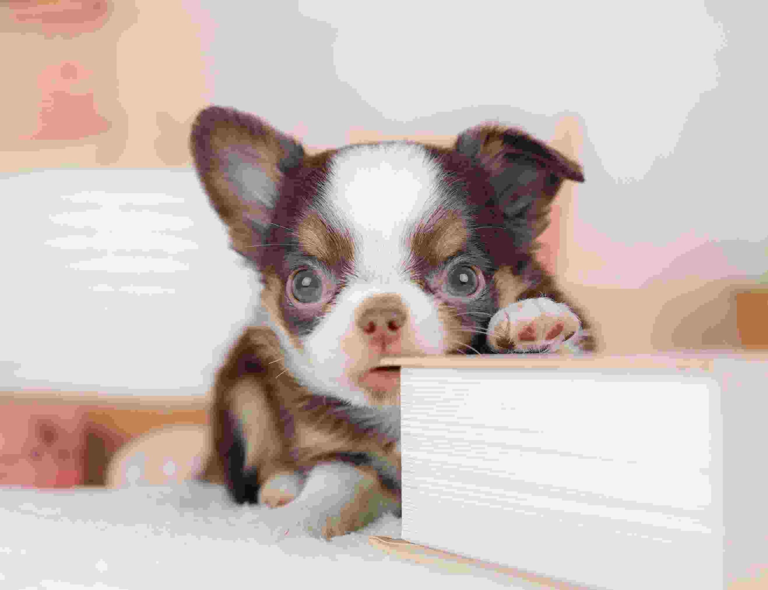 チワワ(ロング) | 男の子 | チョコタン＆ホワイト | 2026年1月18日（ID:dog-30002877）