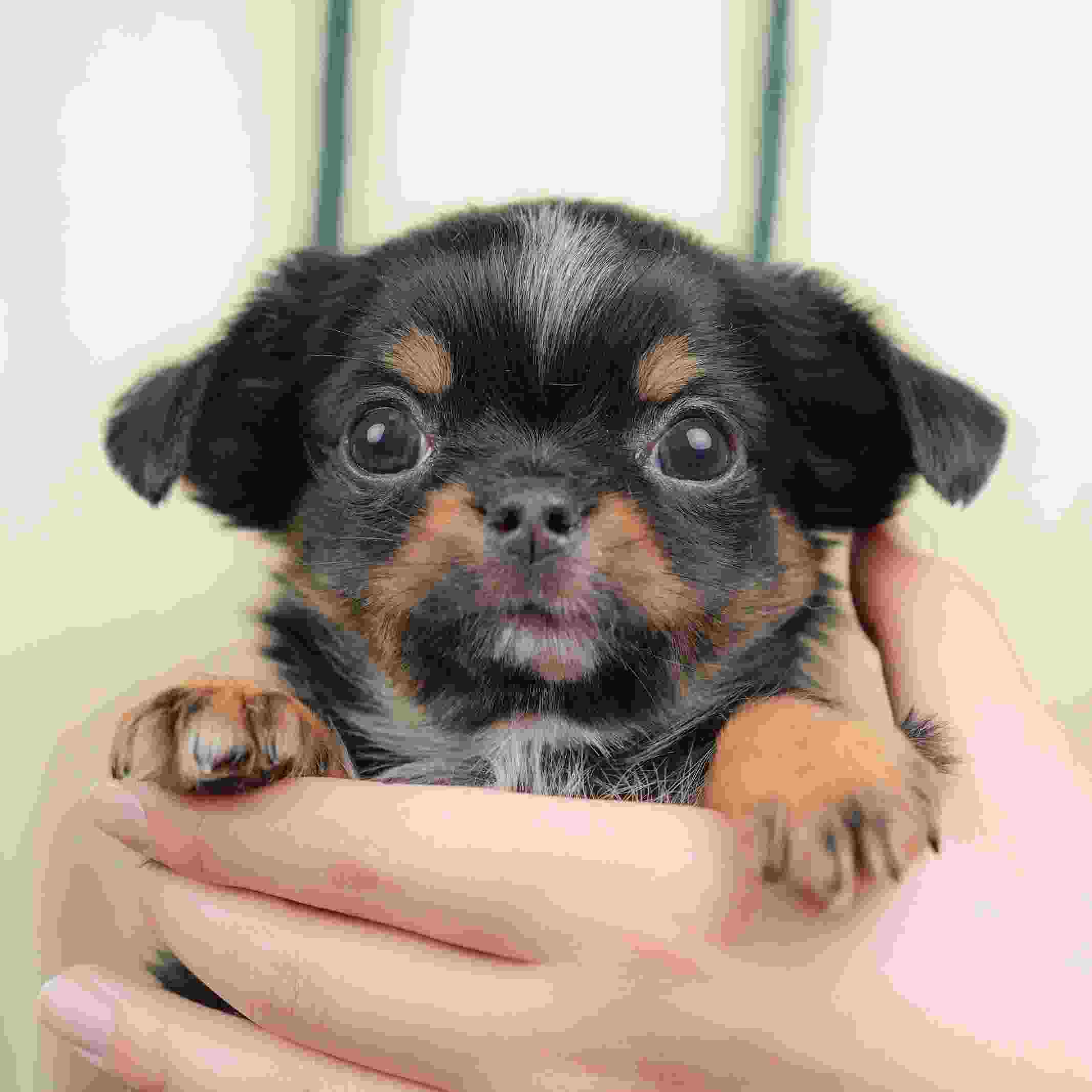 チワワ(ロング) | 男の子 | ブラックタン＆ホワイト | 2026年1月18日