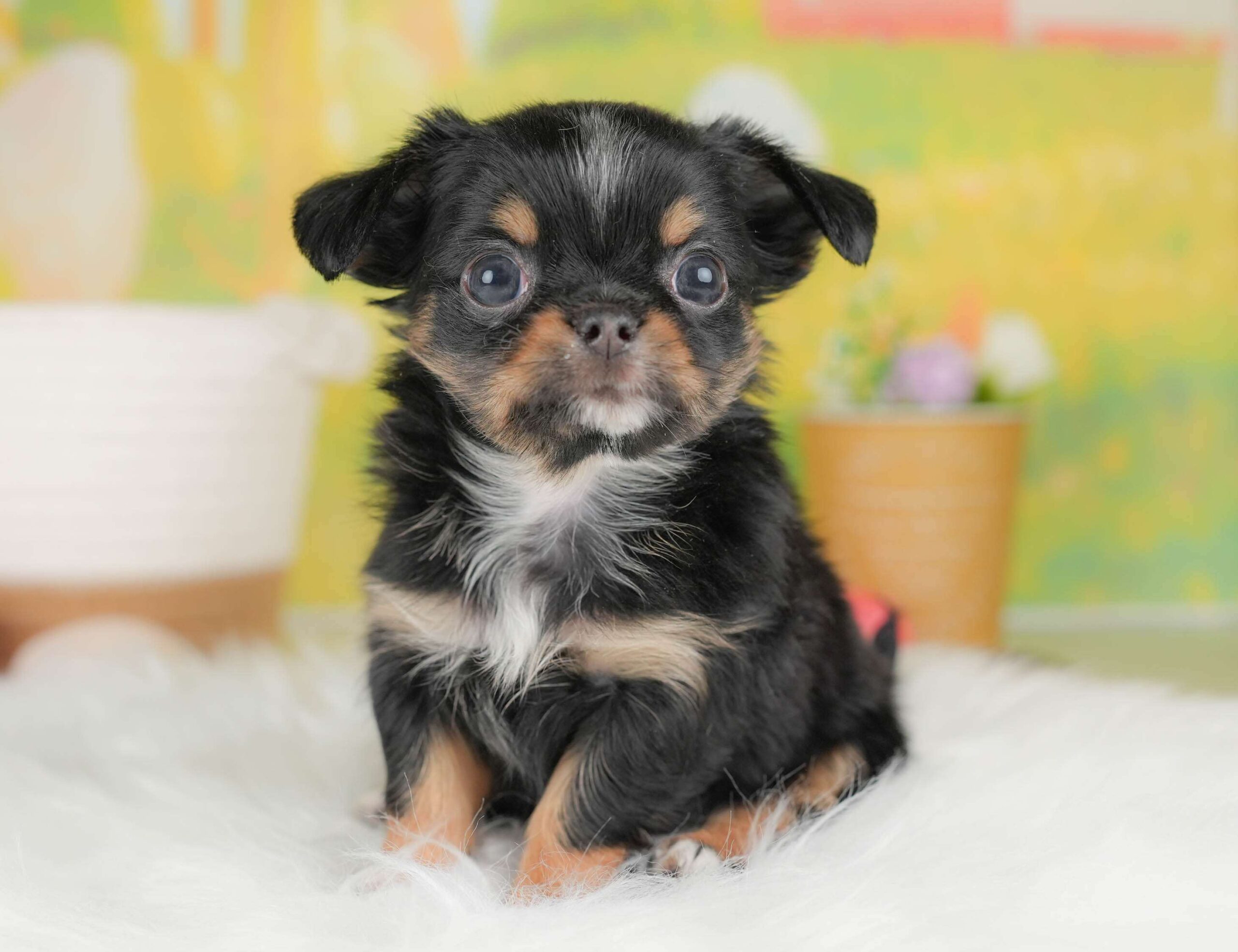 チワワ(ロング) | 男の子 | ブラックタン＆ホワイト | 2026年1月18日（ID:dog-30002878）