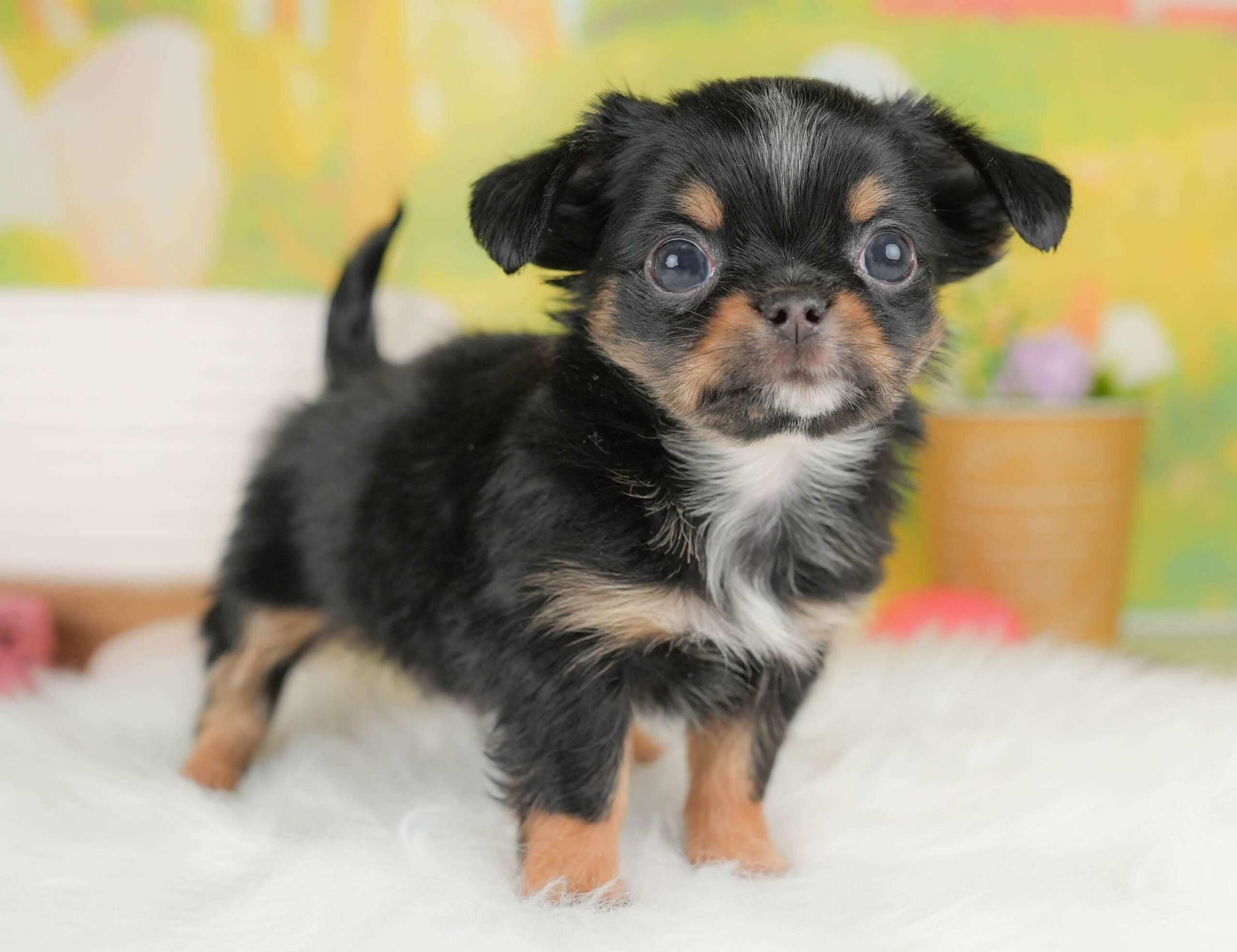 チワワ(ロング) | 男の子 | ブラックタン＆ホワイト | 2026年1月18日（ID:dog-30002878）