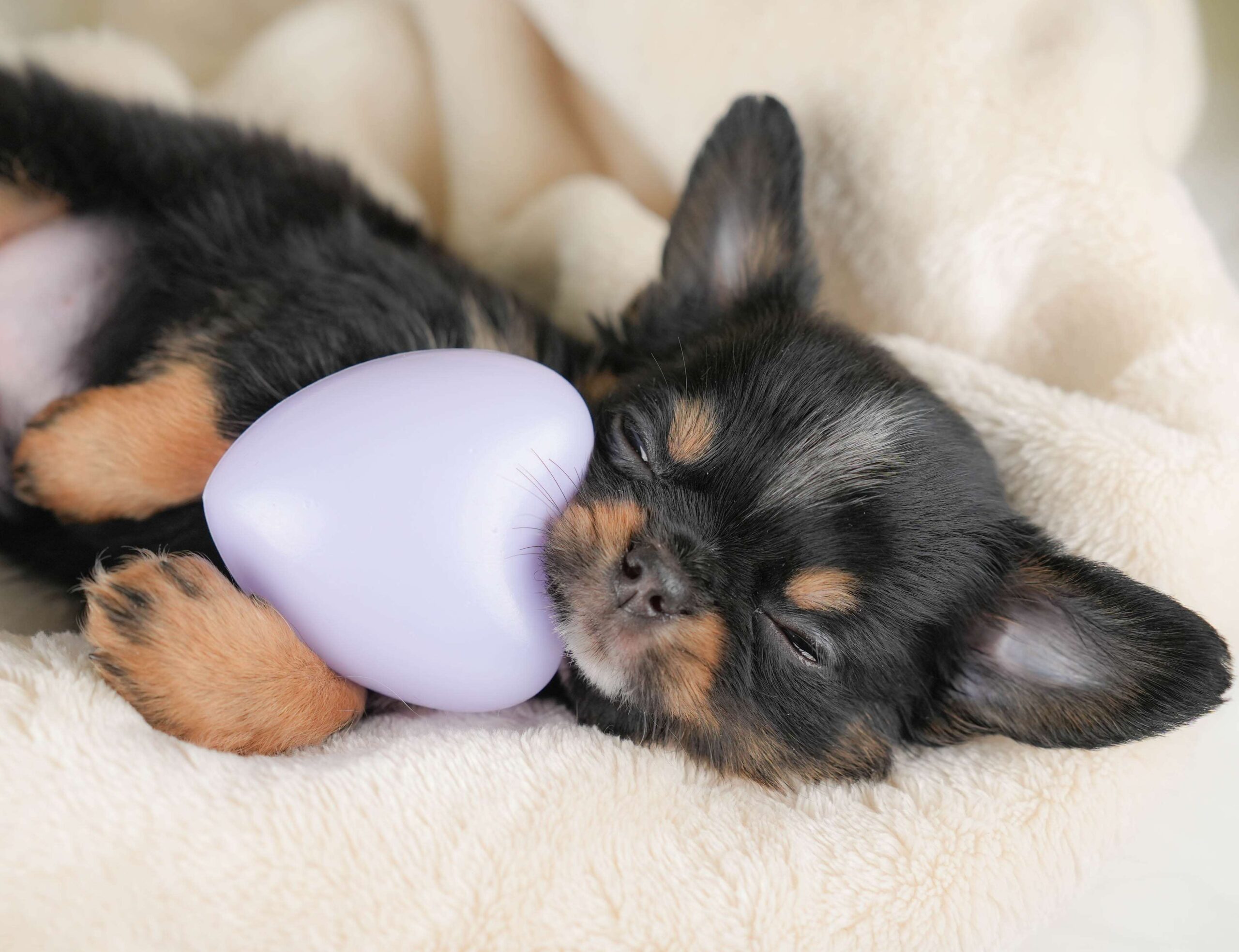 チワワ(ロング) | 男の子 | ブラックタン＆ホワイト | 2026年1月18日（ID:dog-30002878）