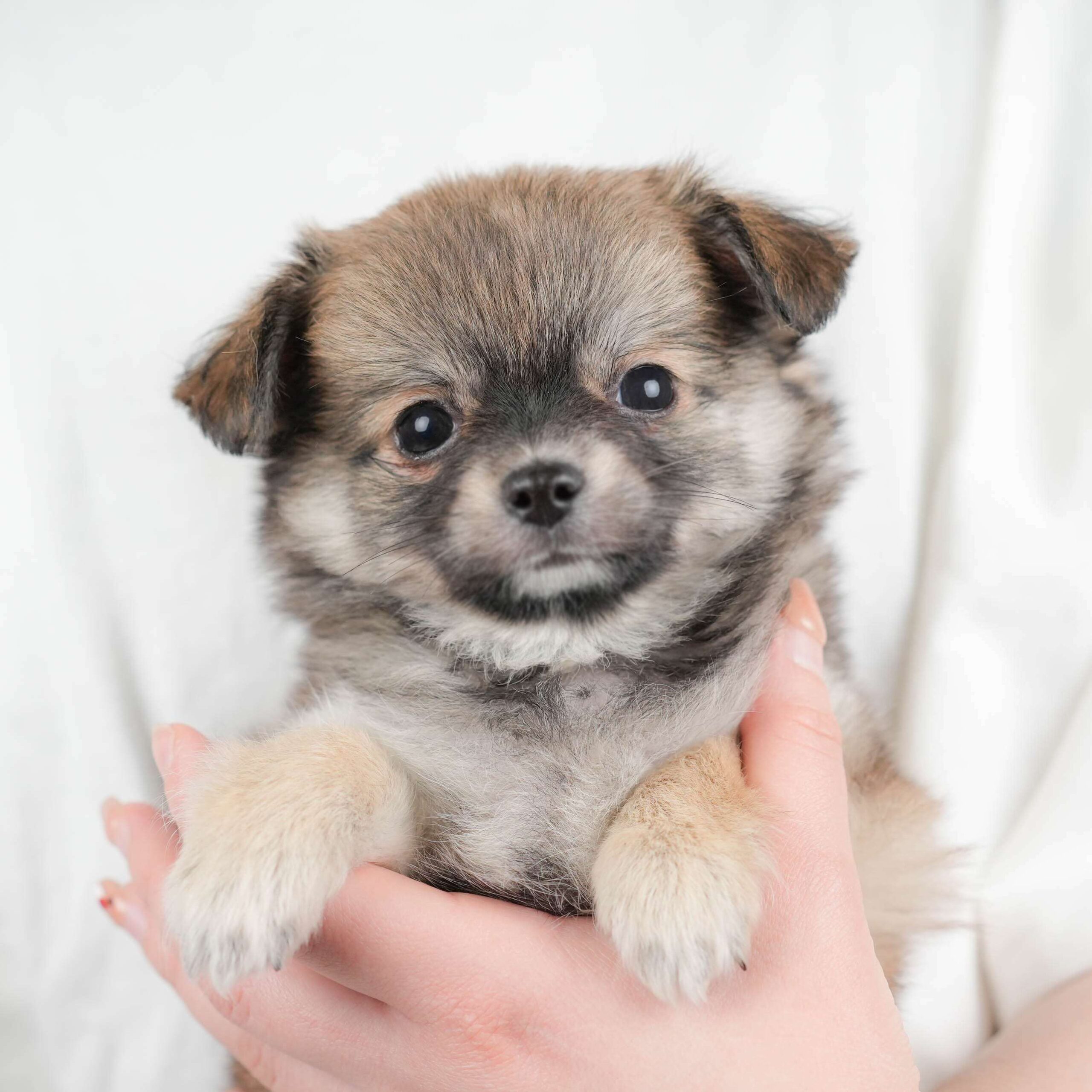 チワワ(ロング) | 男の子 | フォーン | 2026年1月20日