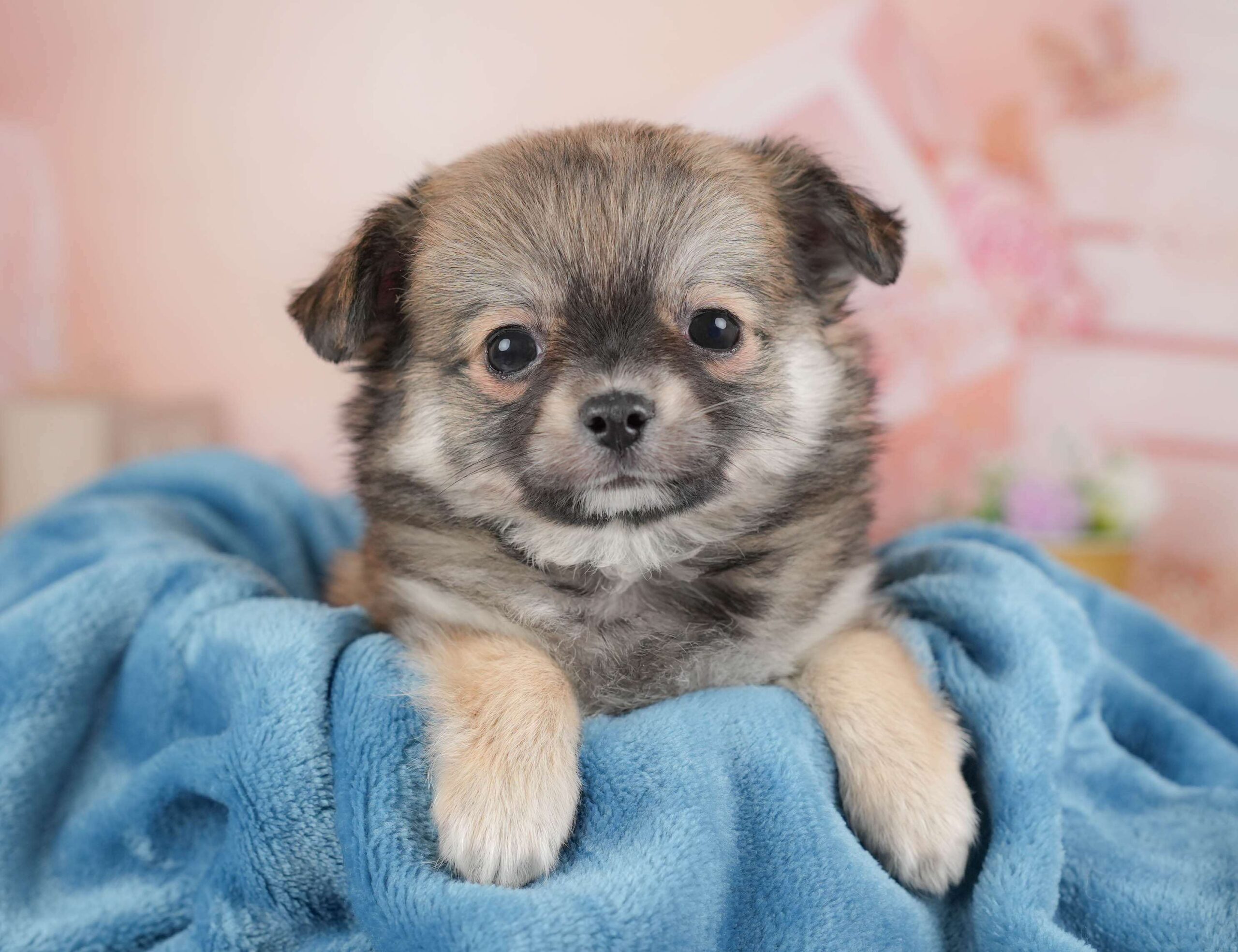 チワワ(ロング) | 男の子 | フォーン | 2026年1月20日