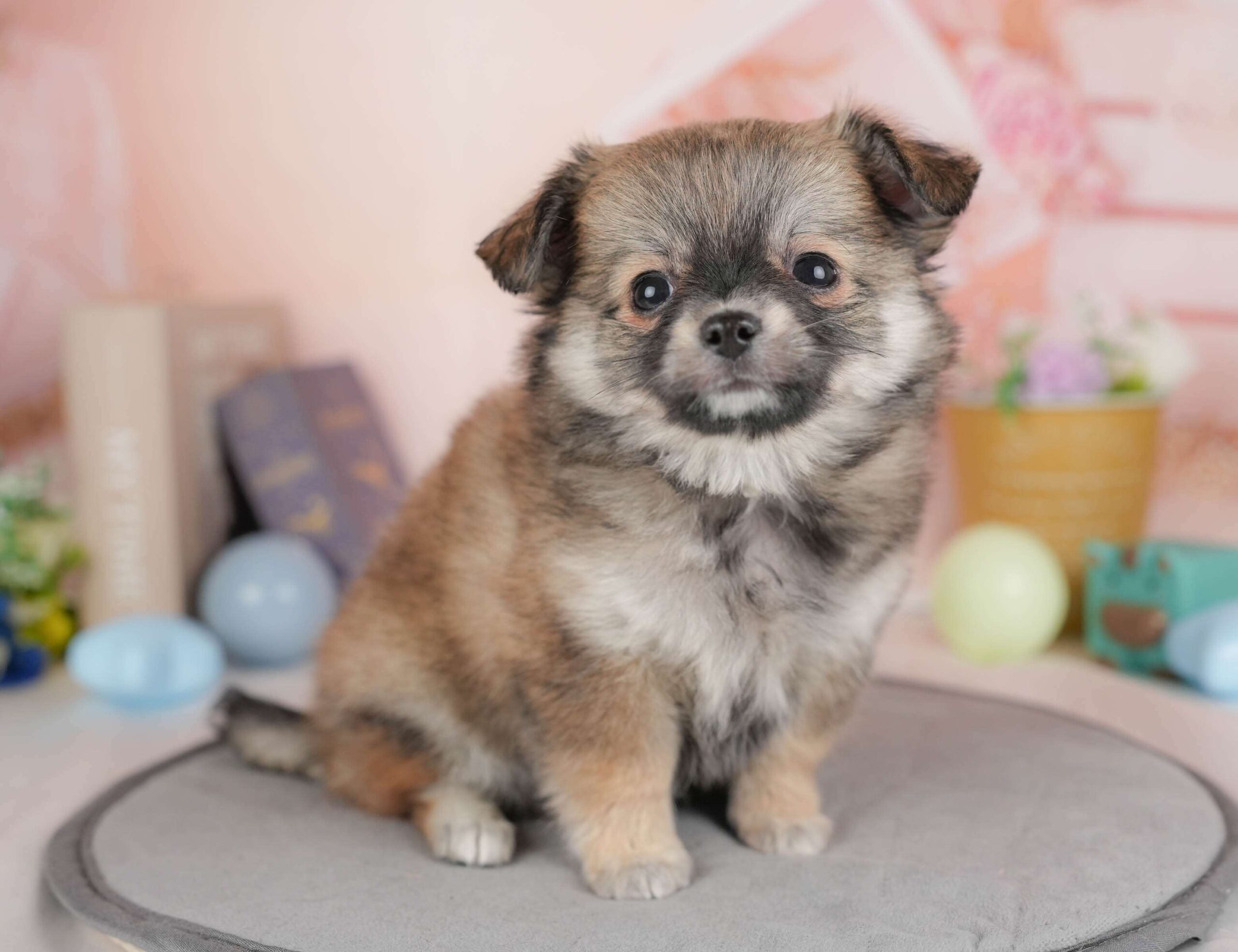 チワワ(ロング) | 男の子 | フォーン | 2026年1月20日