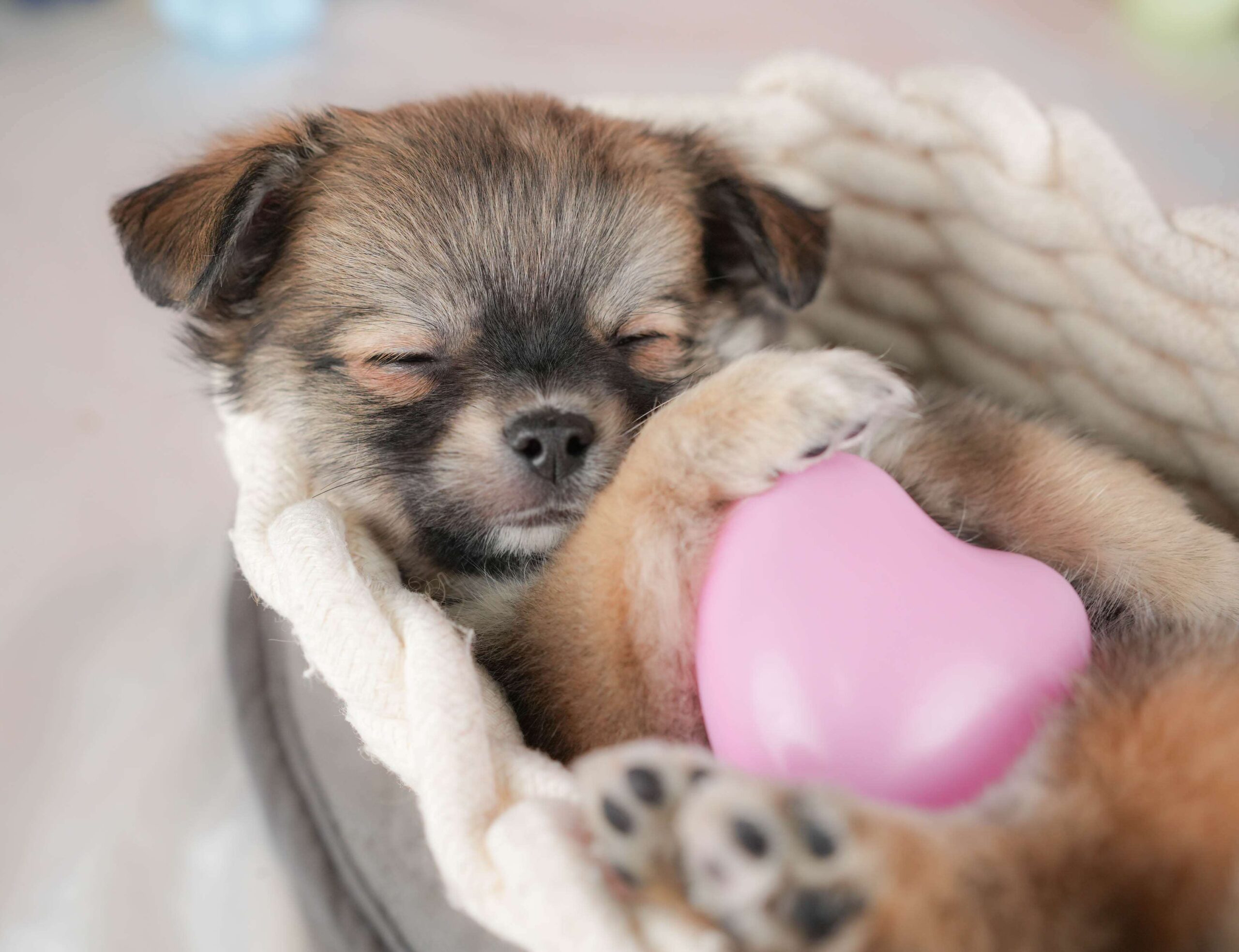 チワワ(ロング) | 男の子 | フォーン | 2026年1月20日