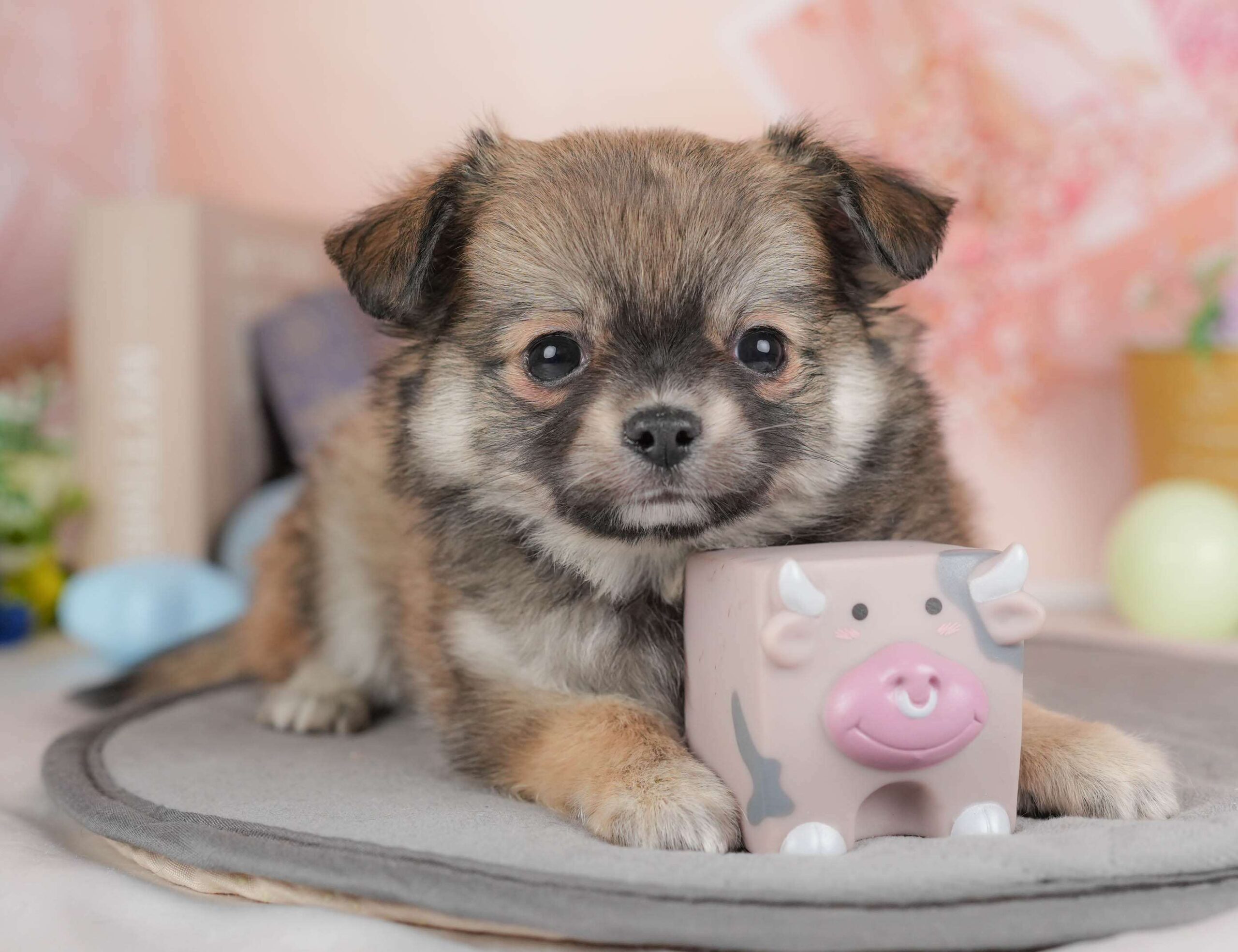 チワワ(ロング) | 男の子 | フォーン | 2026年1月20日