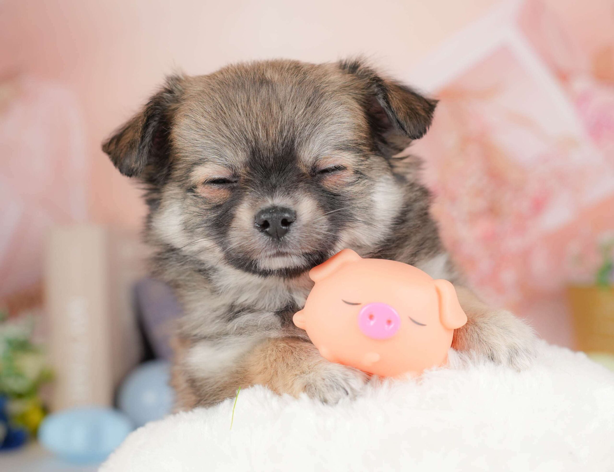 チワワ(ロング) | 男の子 | フォーン | 2026年1月20日