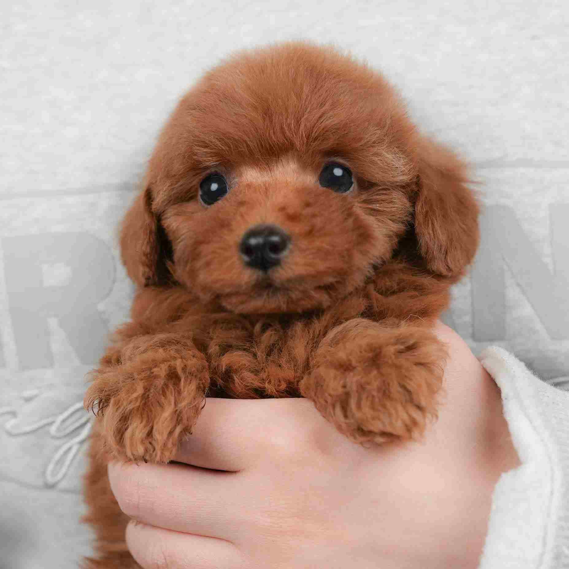 トイ・プードル | 女の子 | レッド | 2026年1月22日