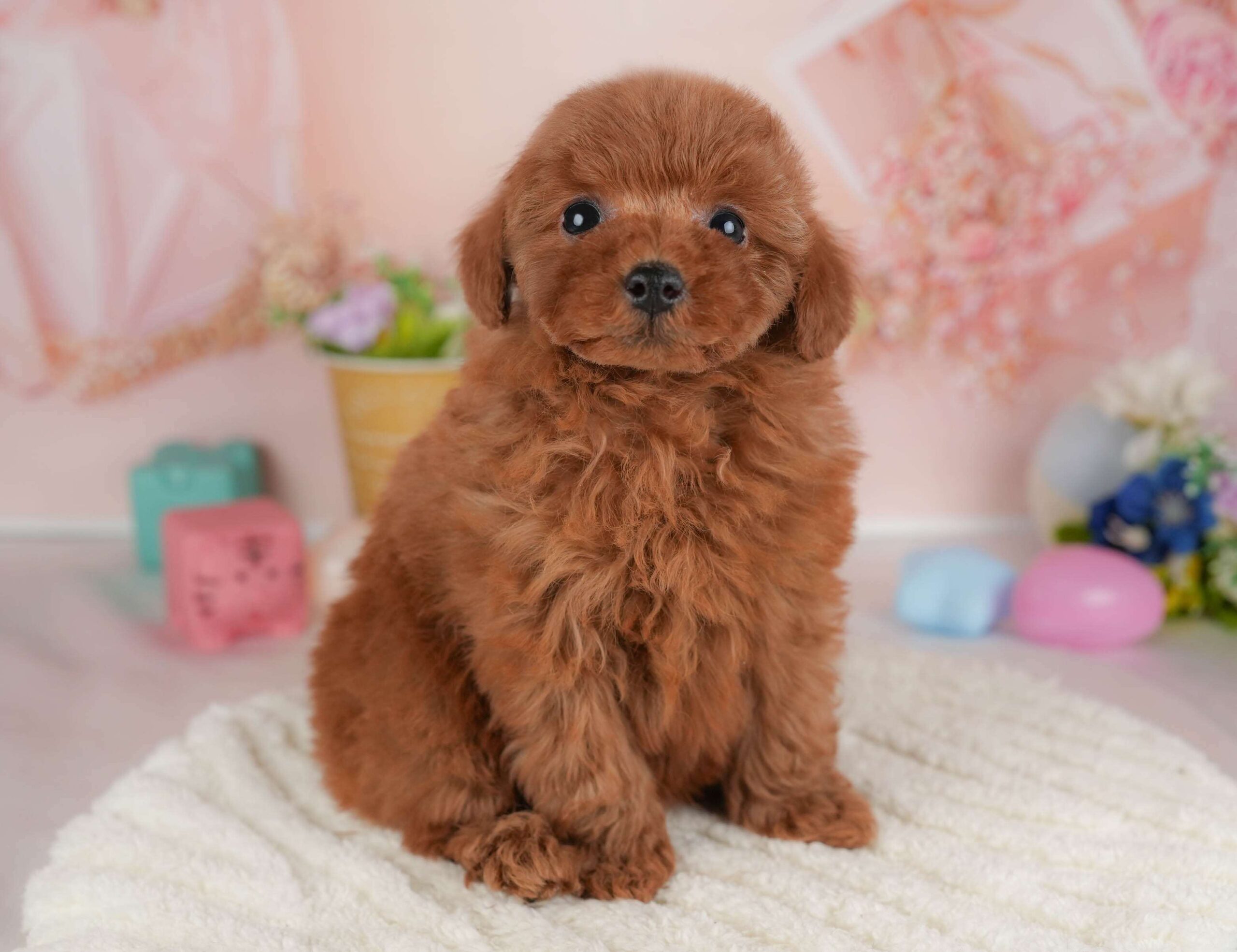 トイ・プードル | 女の子 | レッド | 2026年1月22日