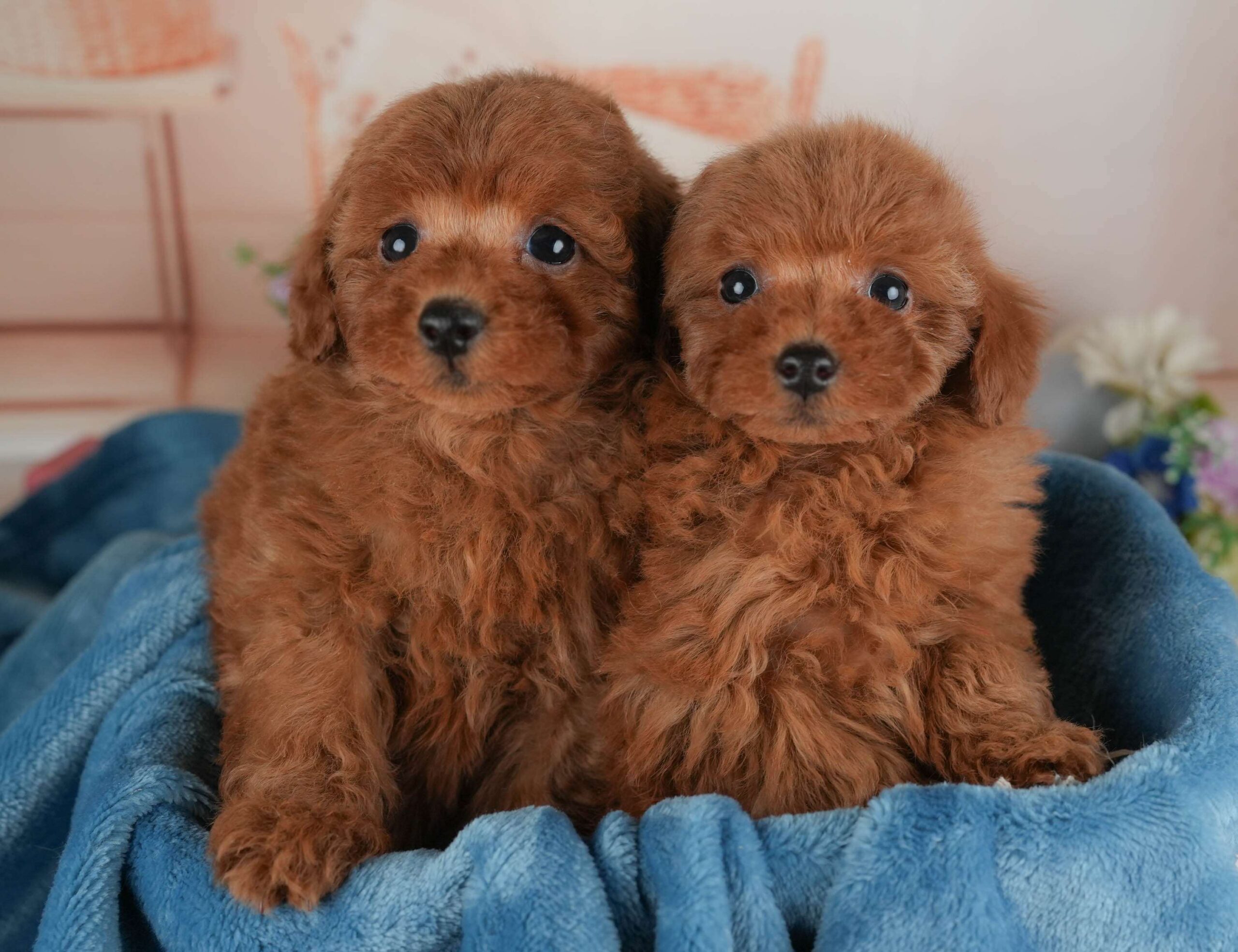 トイ・プードル | 女の子 | レッド | 2026年1月22日