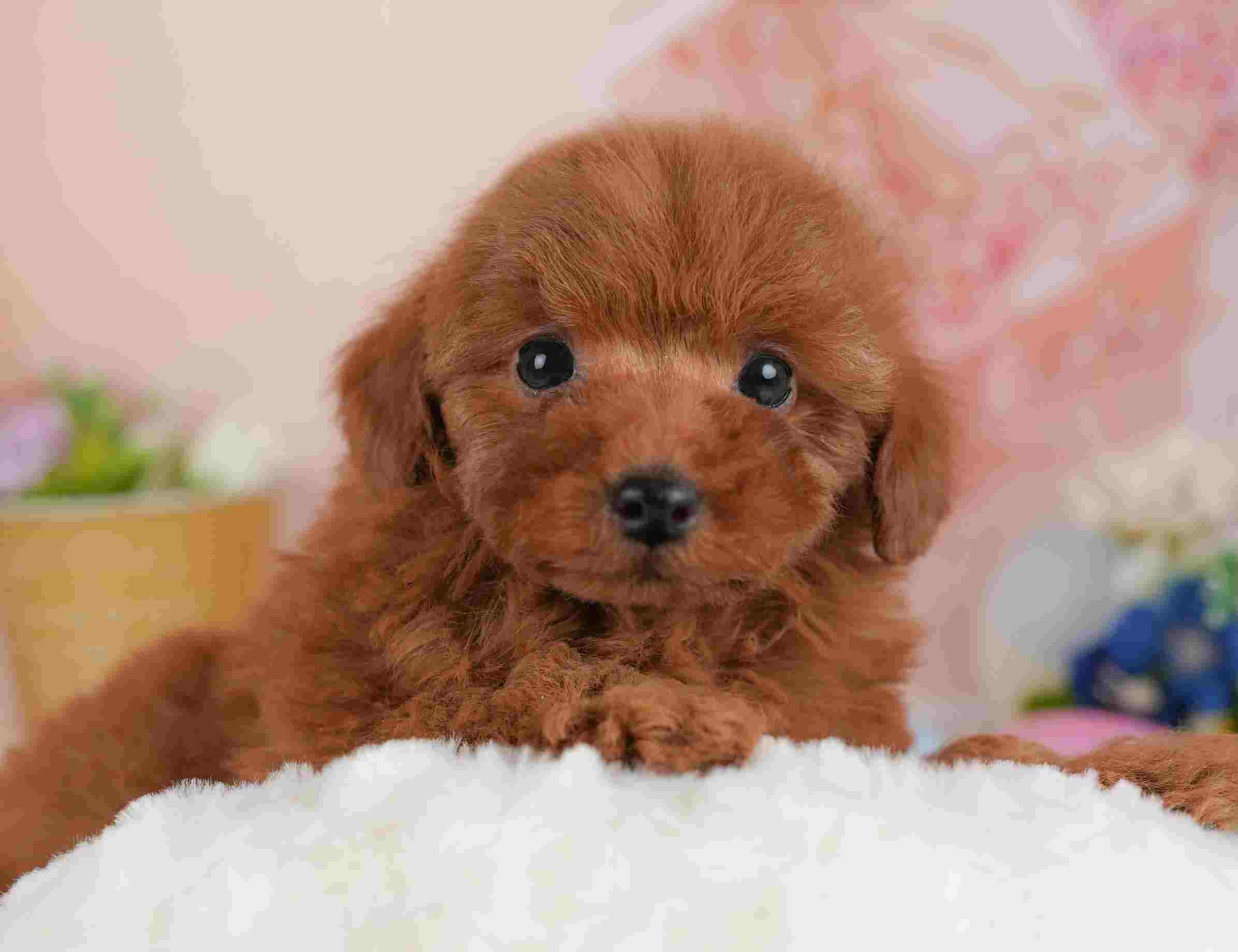 トイ・プードル | 女の子 | レッド | 2026年1月22日