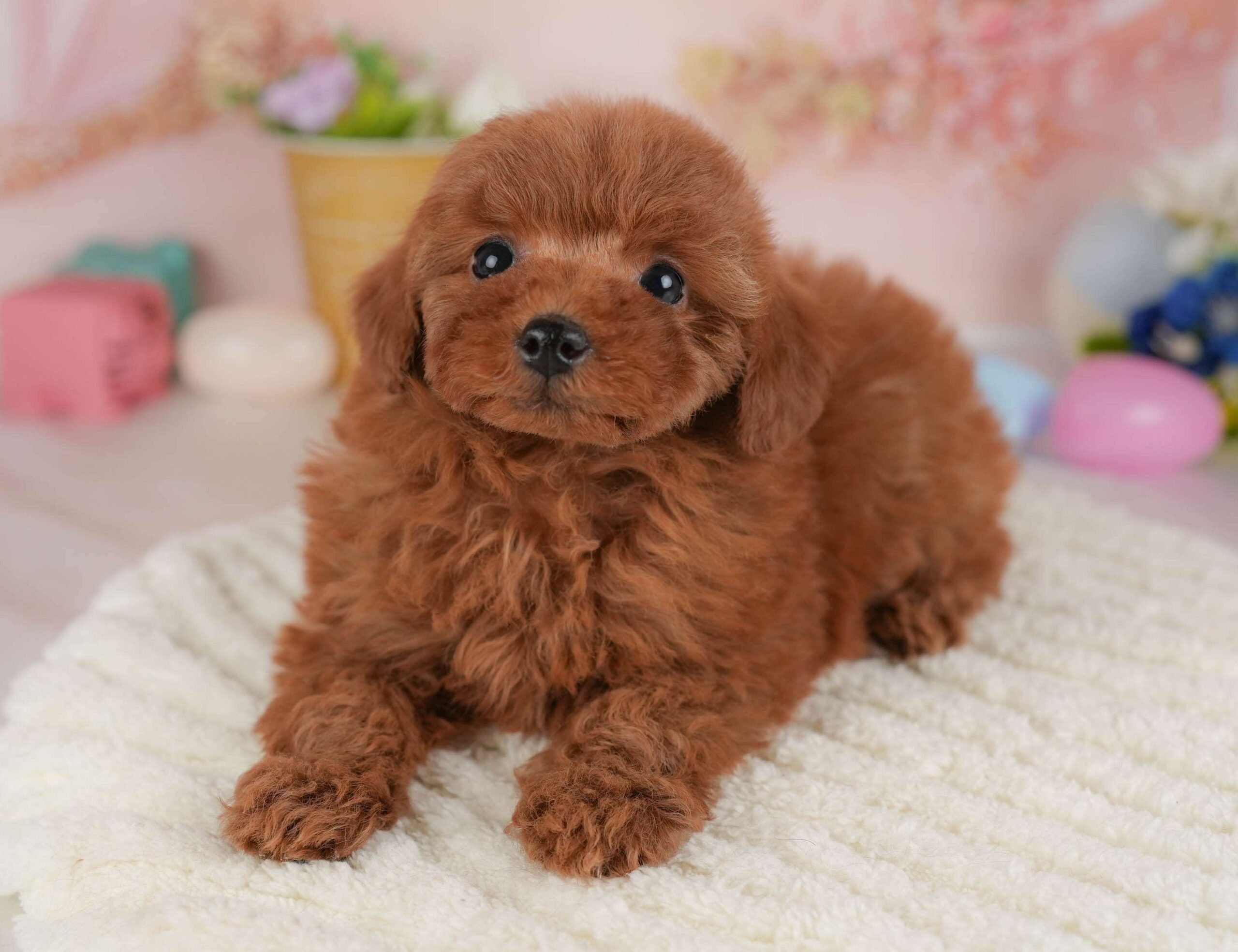 トイ・プードル | 女の子 | レッド | 2026年1月22日