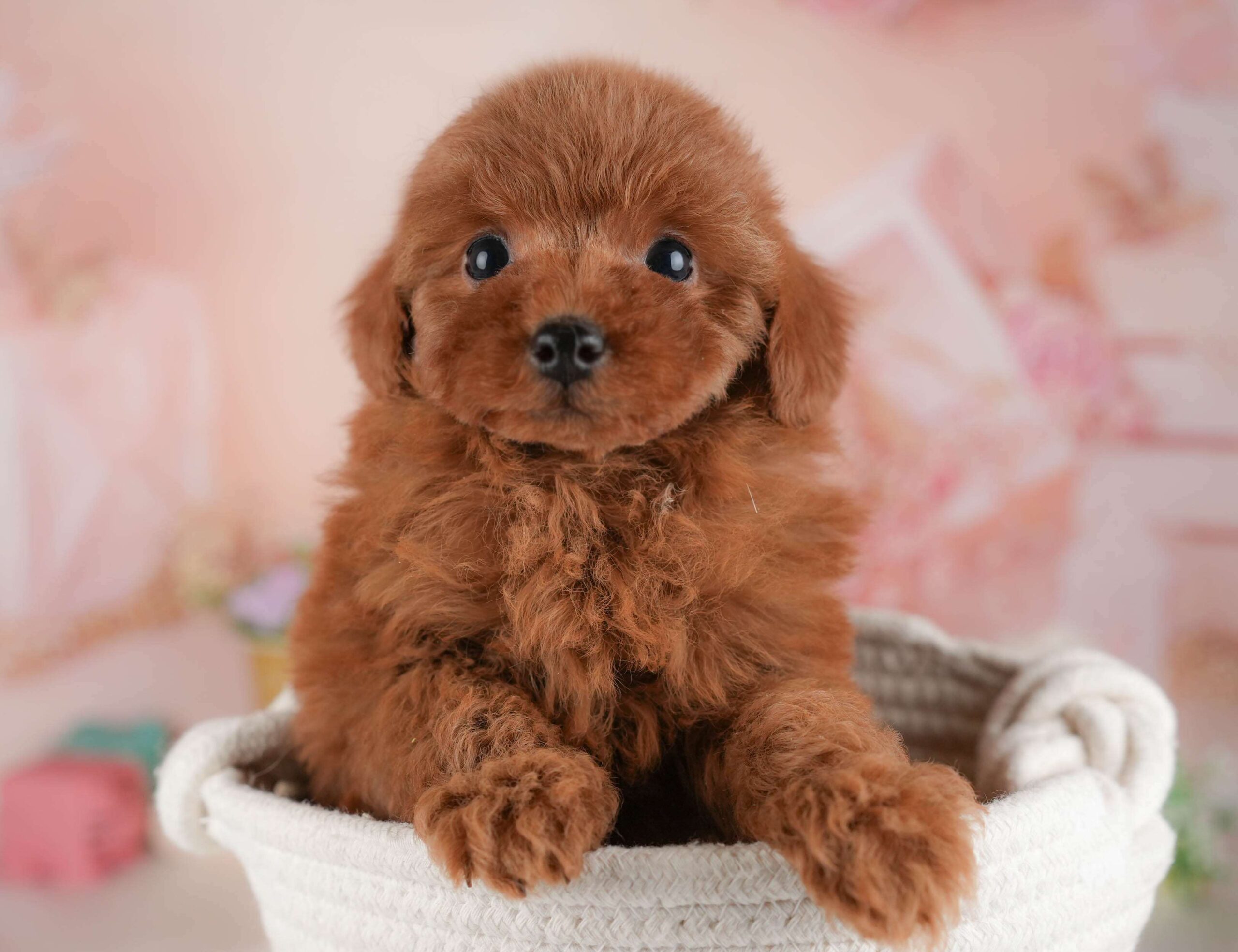 トイ・プードル | 女の子 | レッド | 2026年1月22日