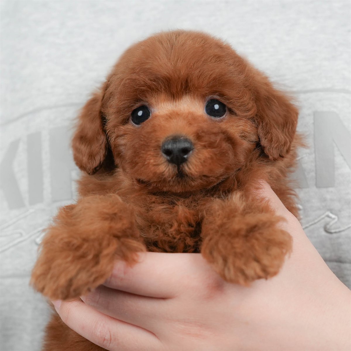 トイ・プードル | 男の子 | レッド | 2026年1月22日