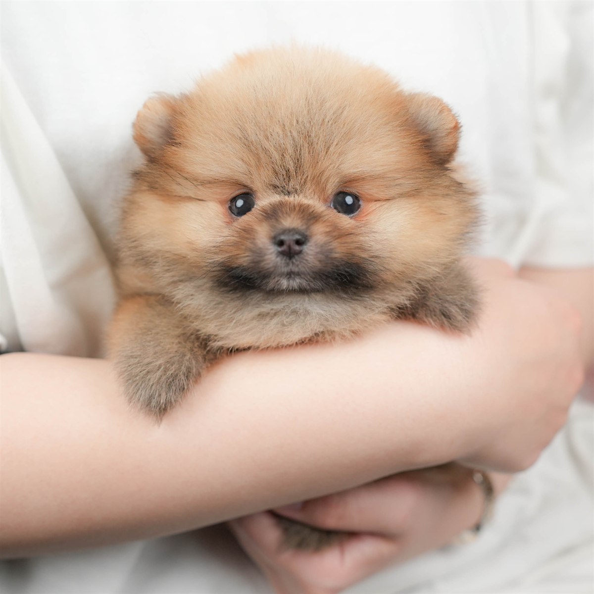 ポメラニアン | 女の子 | オレンジ | 2026年1月23日