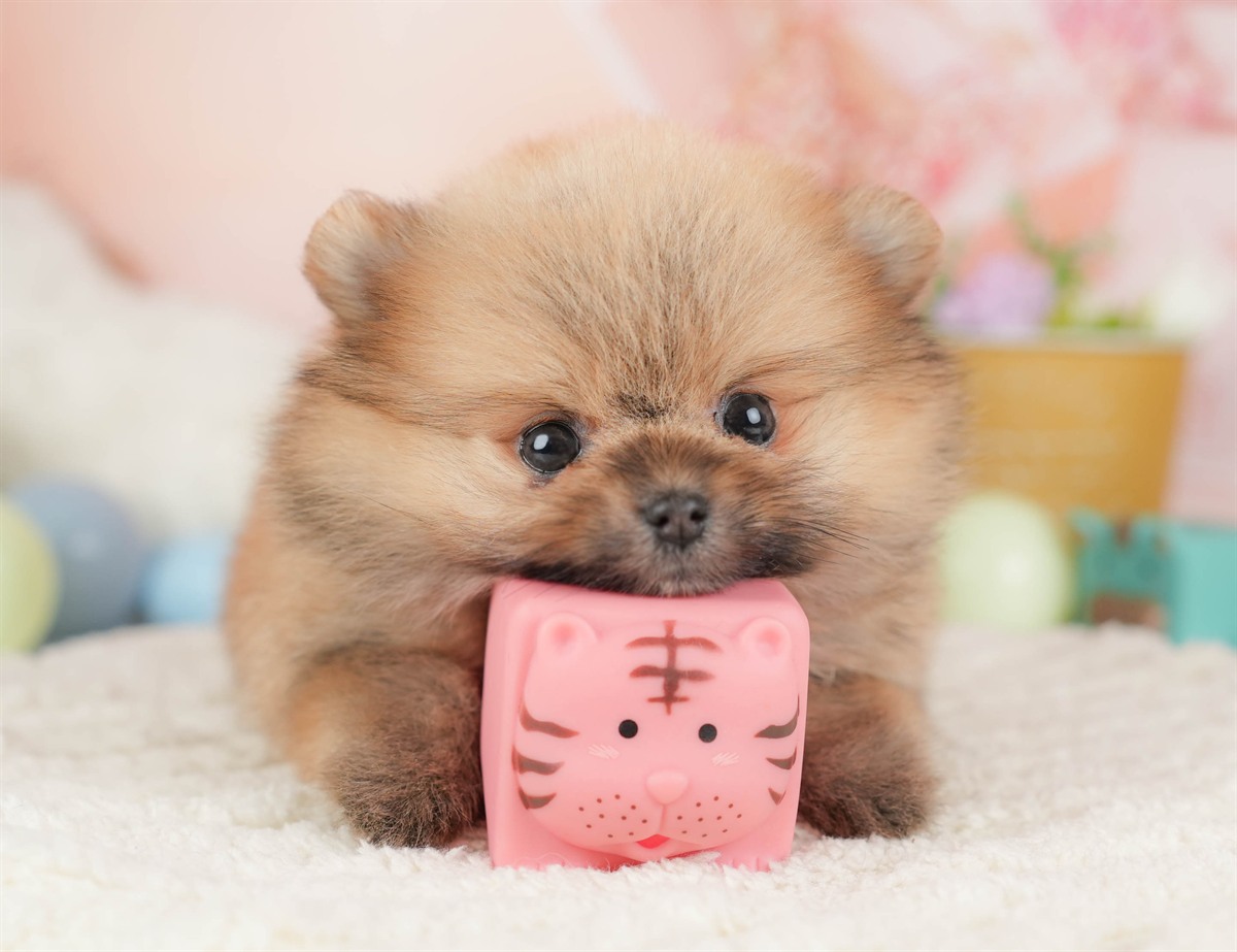 ポメラニアン | 女の子 | オレンジ | 2026年1月23日（ID:dog-30002897）