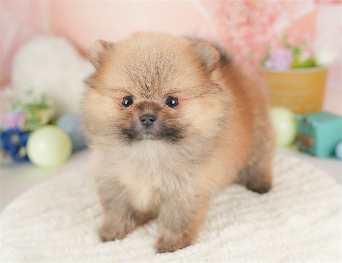 ポメラニアン | 女の子 | オレンジ | 2026年1月23日（ID:dog-30002897）