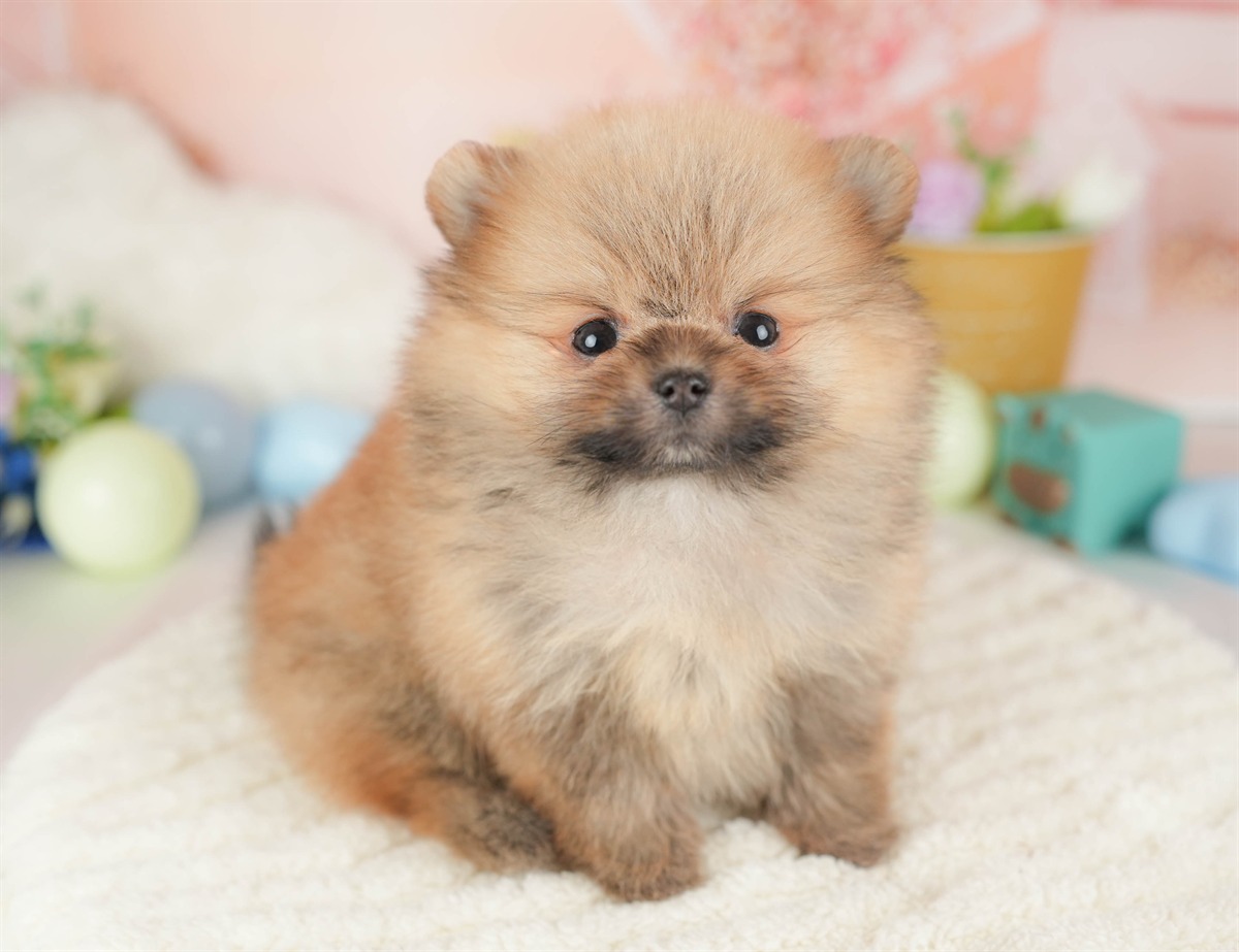 ポメラニアン | 女の子 | オレンジ | 2026年1月23日（ID:dog-30002897）