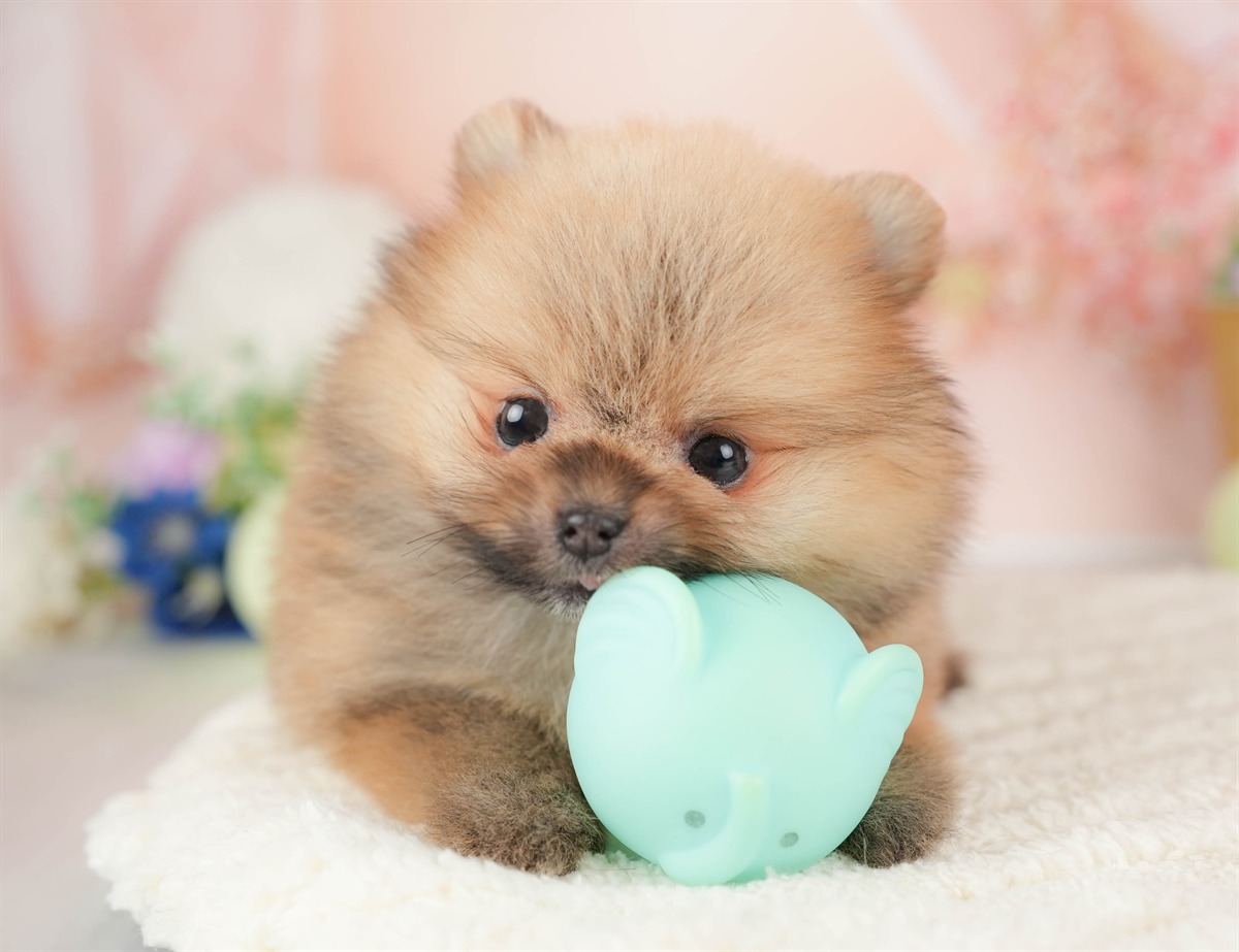 ポメラニアン | 女の子 | オレンジ | 2026年1月23日（ID:dog-30002897）