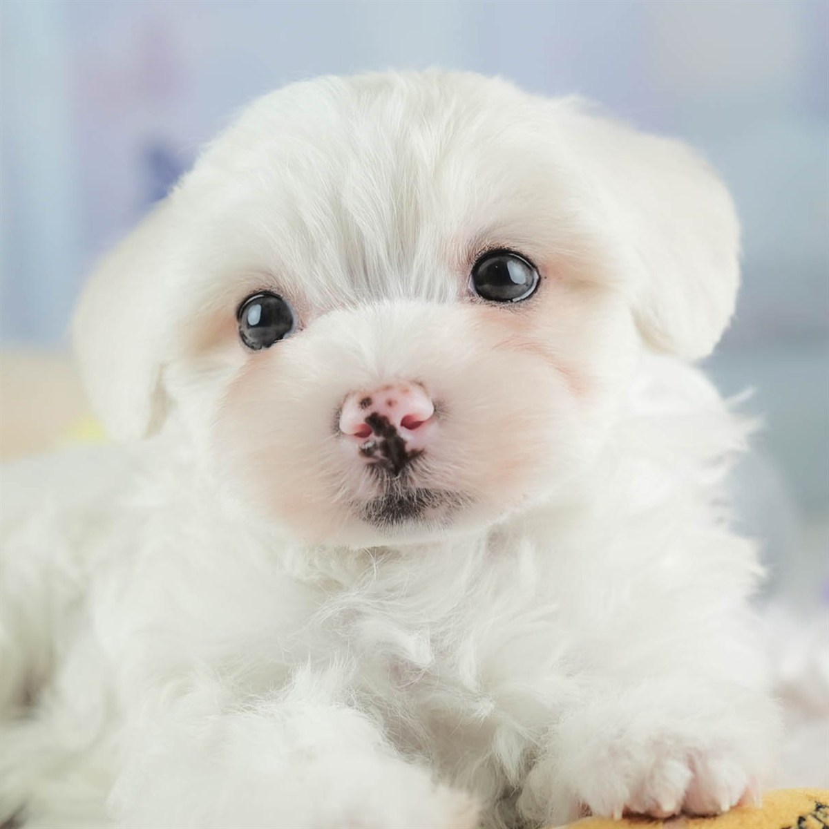 マルマルプー | 男の子 | ホワイト | 2026年1月26日