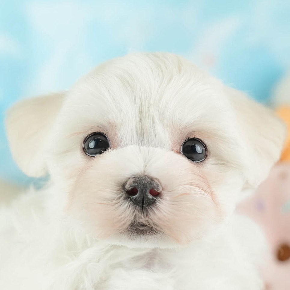 マルマルプー | 女の子 | ホワイト | 2026年1月26日