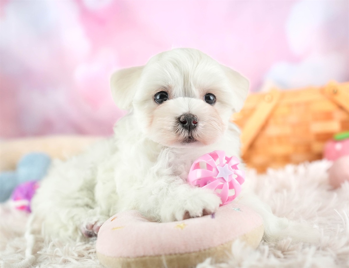 マルマルプー | 女の子 | ホワイト | 2026年1月26日