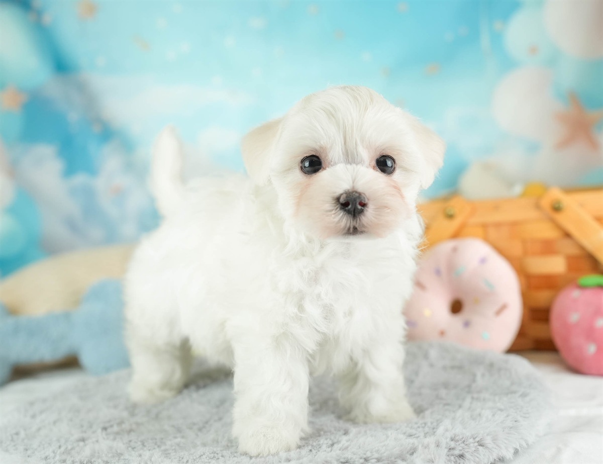 マルマルプー | 女の子 | ホワイト | 2026年1月26日