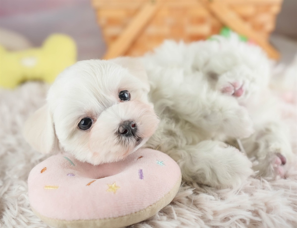 マルマルプー | 女の子 | ホワイト | 2026年1月26日