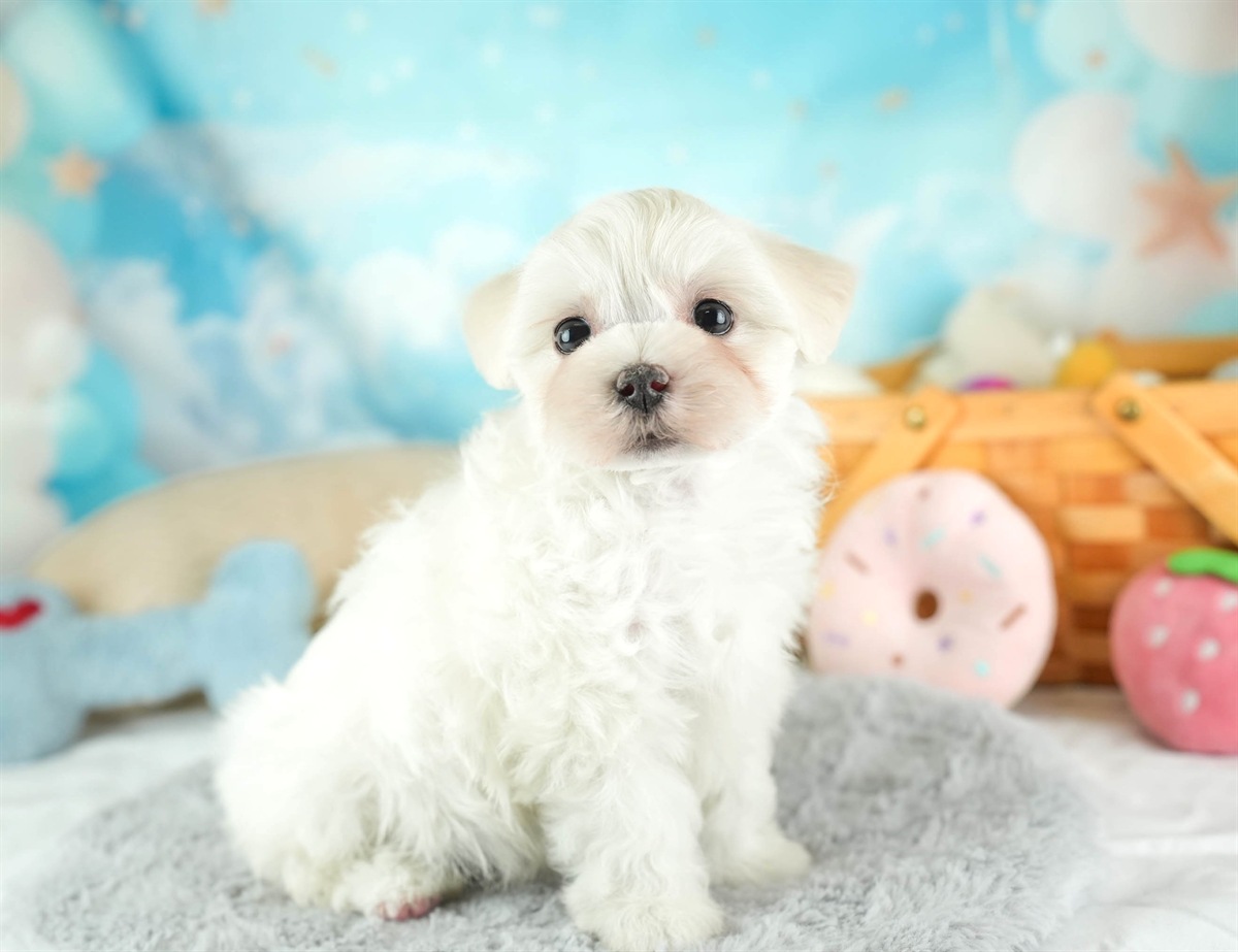 マルマルプー | 女の子 | ホワイト | 2026年1月26日