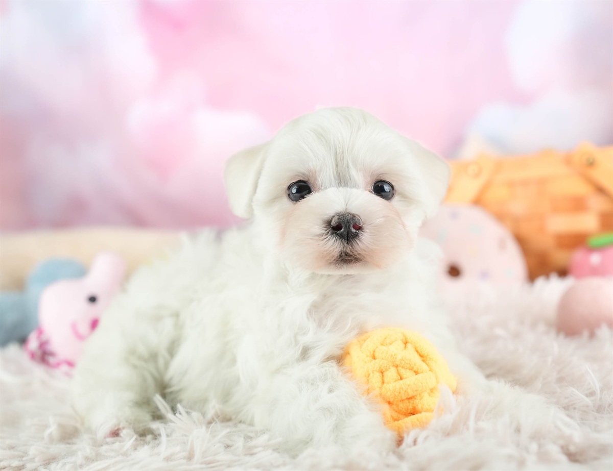 マルマルプー | 女の子 | ホワイト | 2026年1月26日