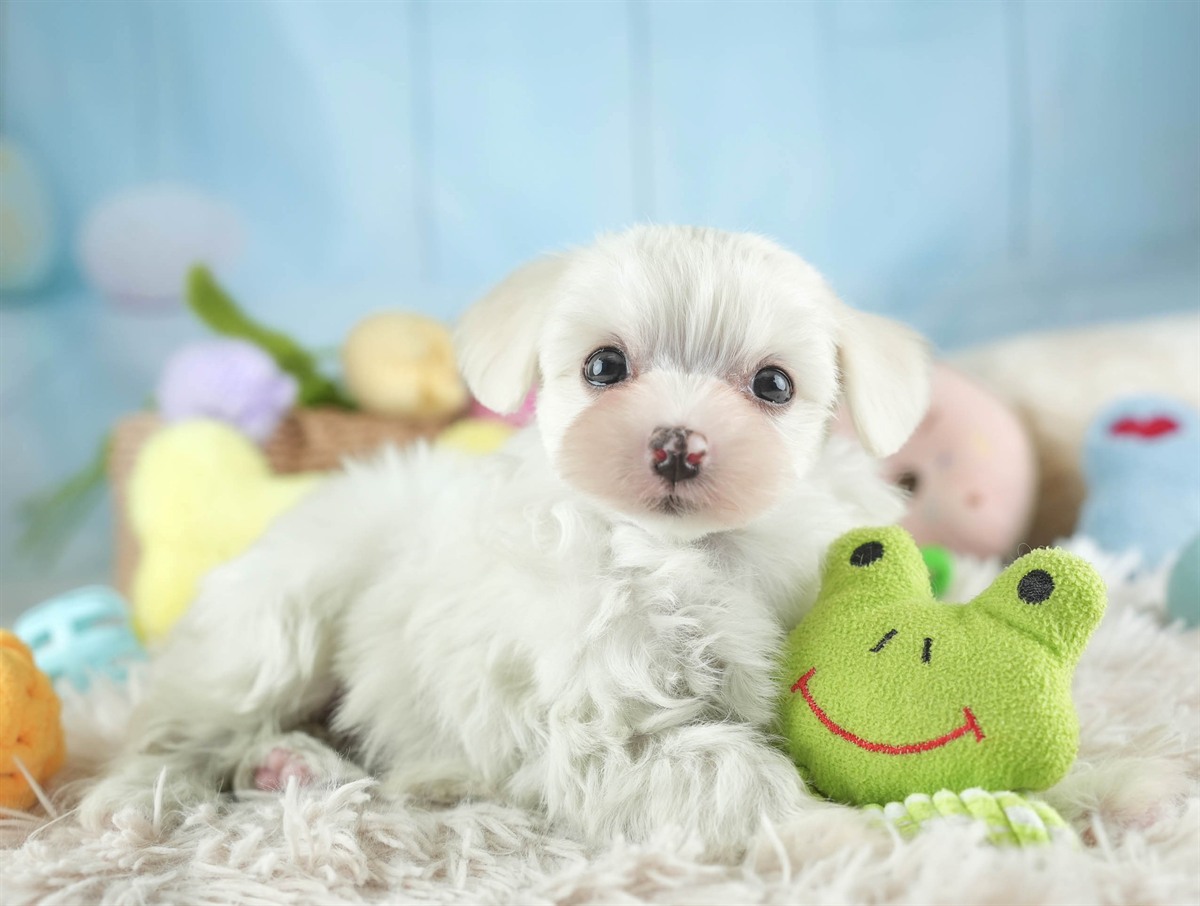 マルマルプー | 女の子 | ホワイト | 2026年1月26日