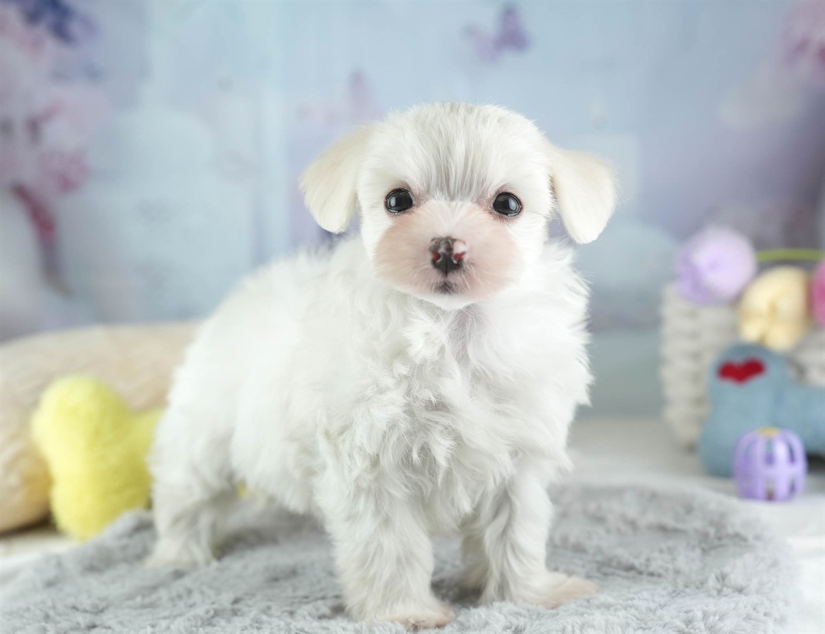 マルマルプー | 女の子 | ホワイト | 2026年1月26日