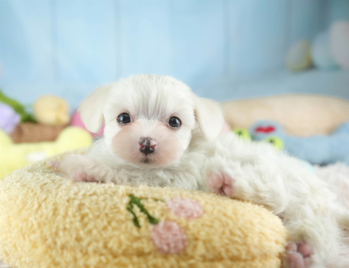 マルマルプー | 女の子 | ホワイト | 2026年1月26日