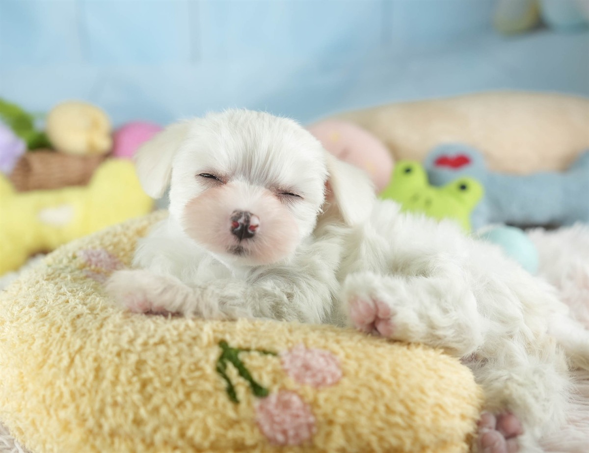 マルマルプー | 女の子 | ホワイト | 2026年1月26日