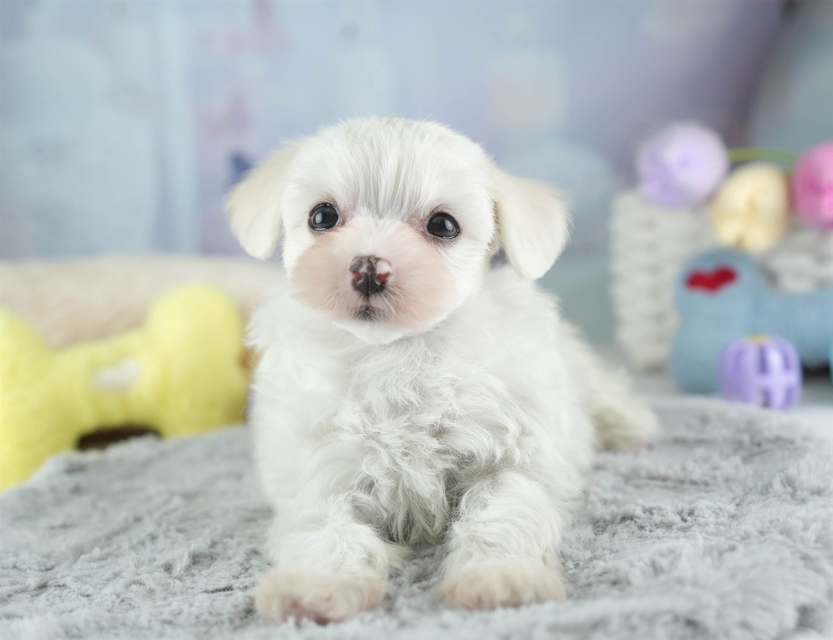 マルマルプー | 女の子 | ホワイト | 2026年1月26日