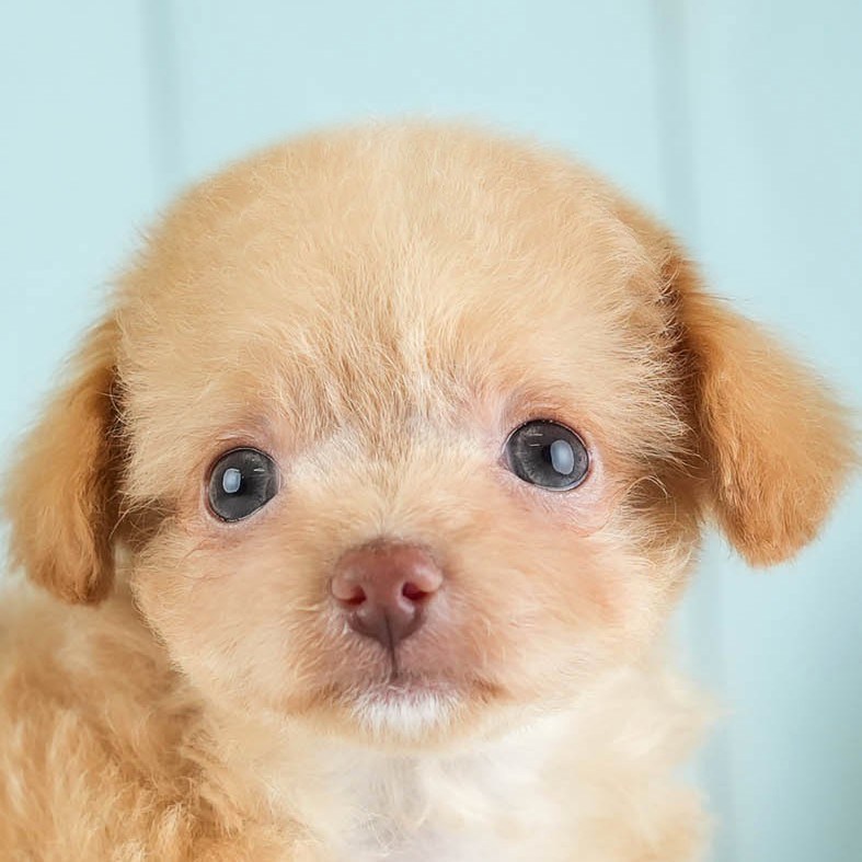 チワプー | 男の子 | アプリコット | 2026年1月26日