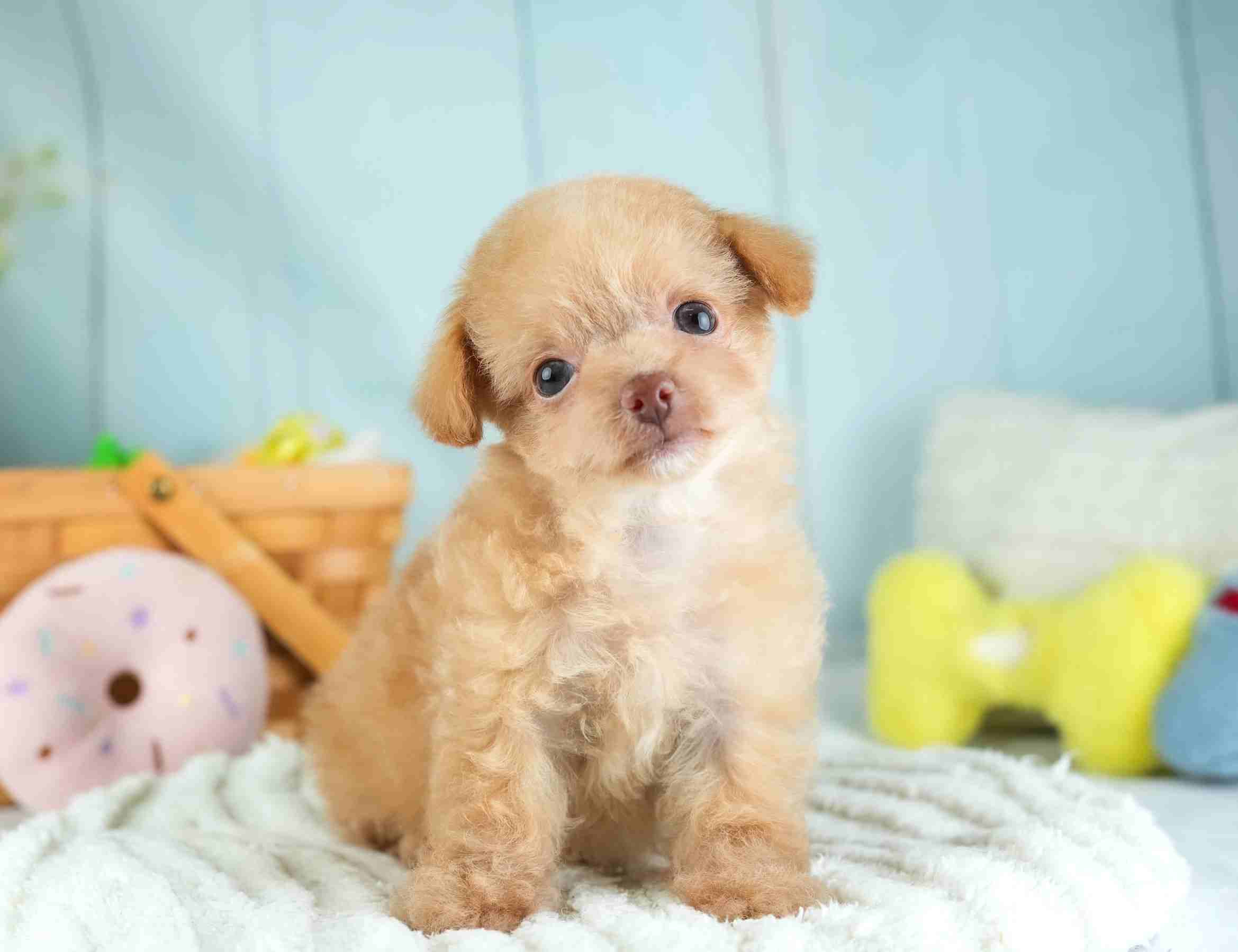 チワプー | 男の子 | アプリコット | 2026年1月26日