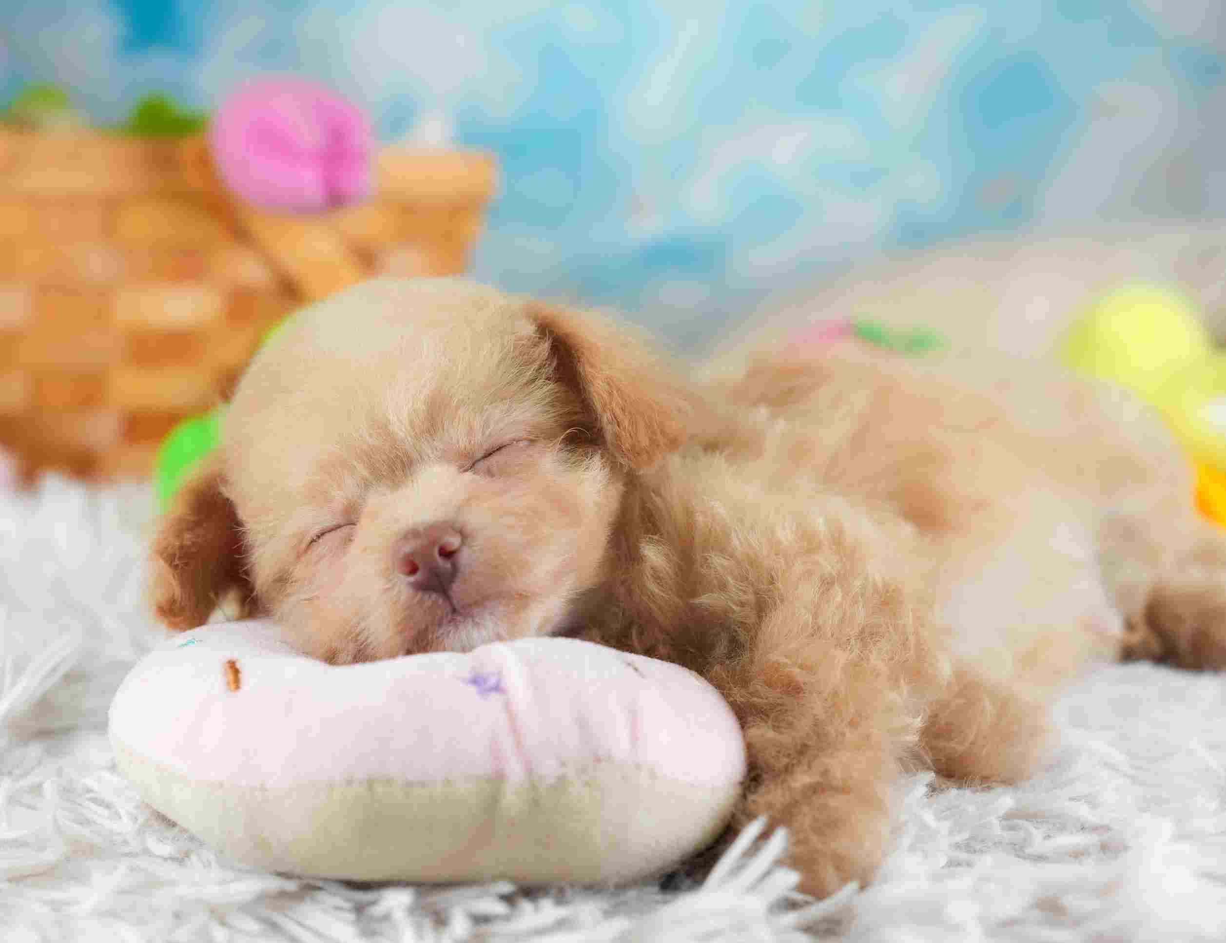 チワプー | 男の子 | アプリコット | 2026年1月26日