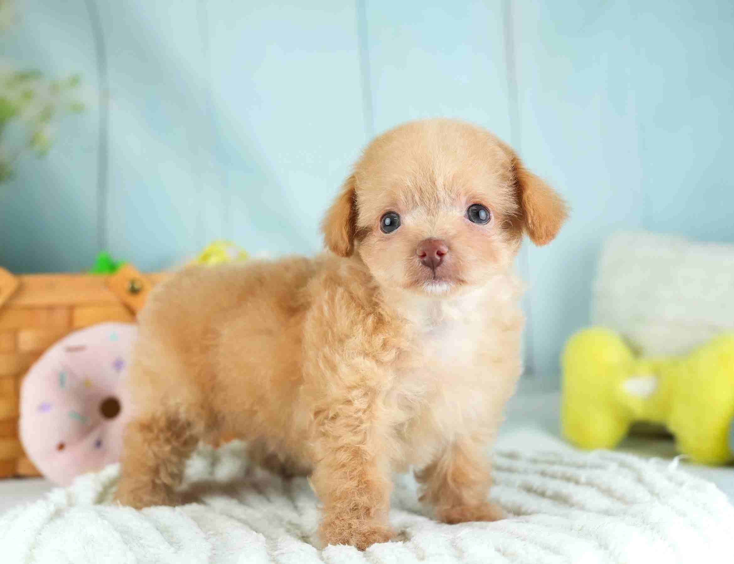 チワプー | 男の子 | アプリコット | 2026年1月26日