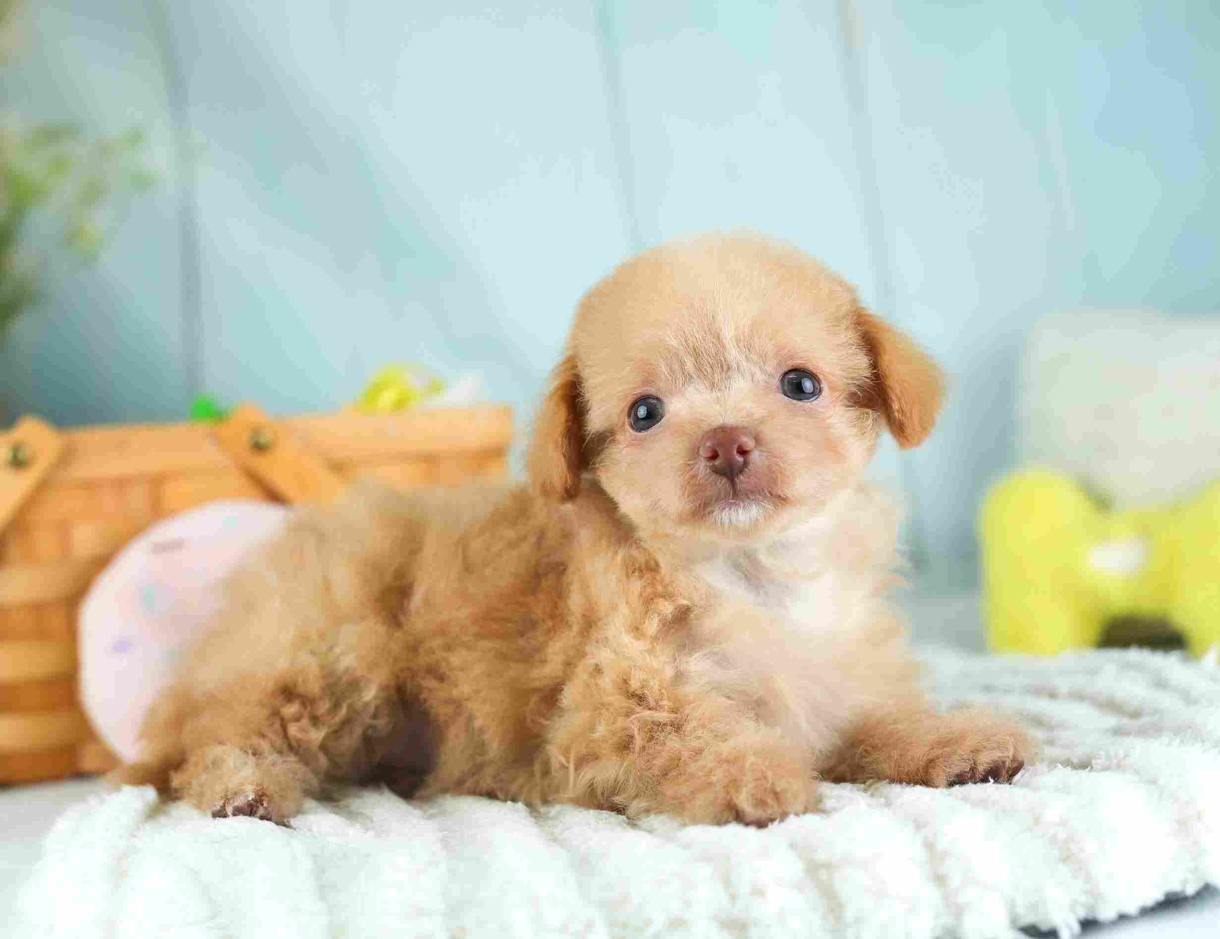 チワプー | 男の子 | アプリコット | 2026年1月26日