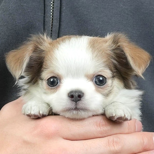 チワワ(ロング) | 男の子 | ブルーフォーンホワイト | 2026年1月27日