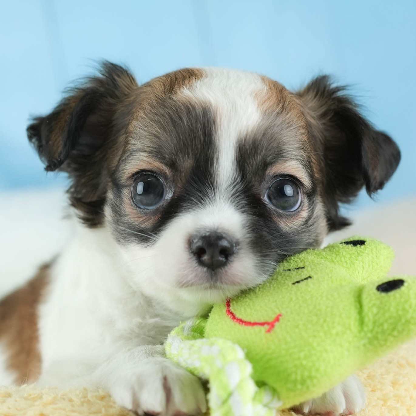 チワワ(ロング) | 男の子 | レッド＆ホワイト | 2026年1月27日