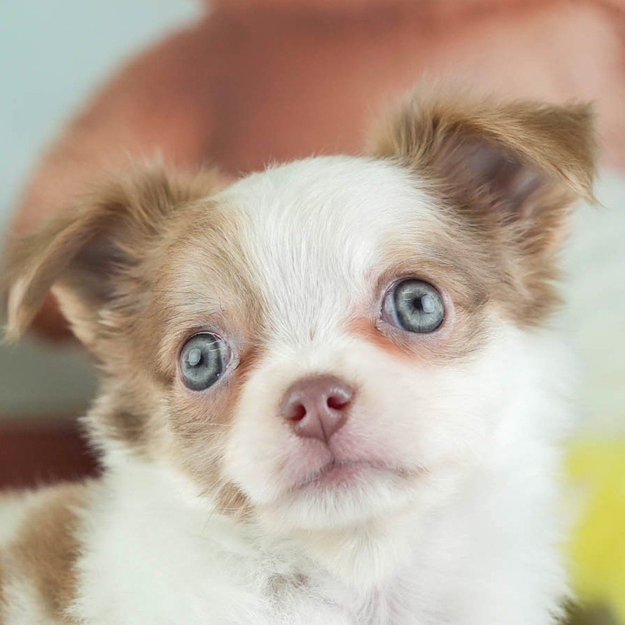 チワワ(ロング) | 男の子 | ブルーフォーンホワイト | 2026年1月27日