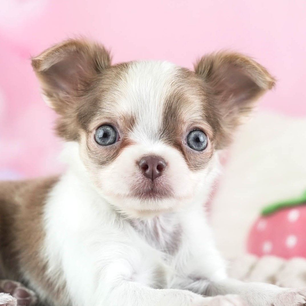 チワワ(ロング) | 女の子 | ブルーフォーンホワイト | 2026年1月27日