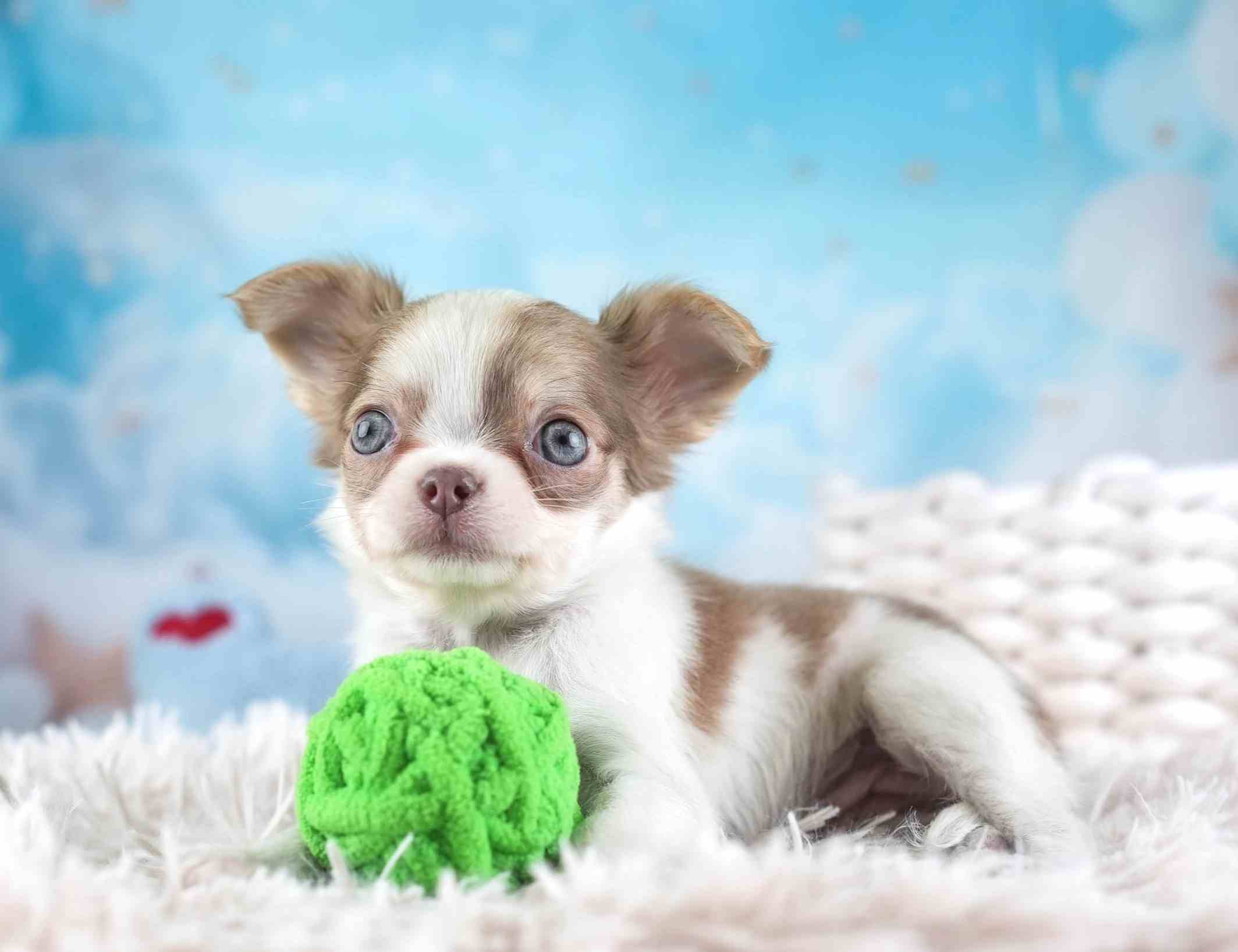 チワワ(ロング) | 女の子 | ブルーフォーンホワイト | 2026年1月27日（ID:dog-30002929）