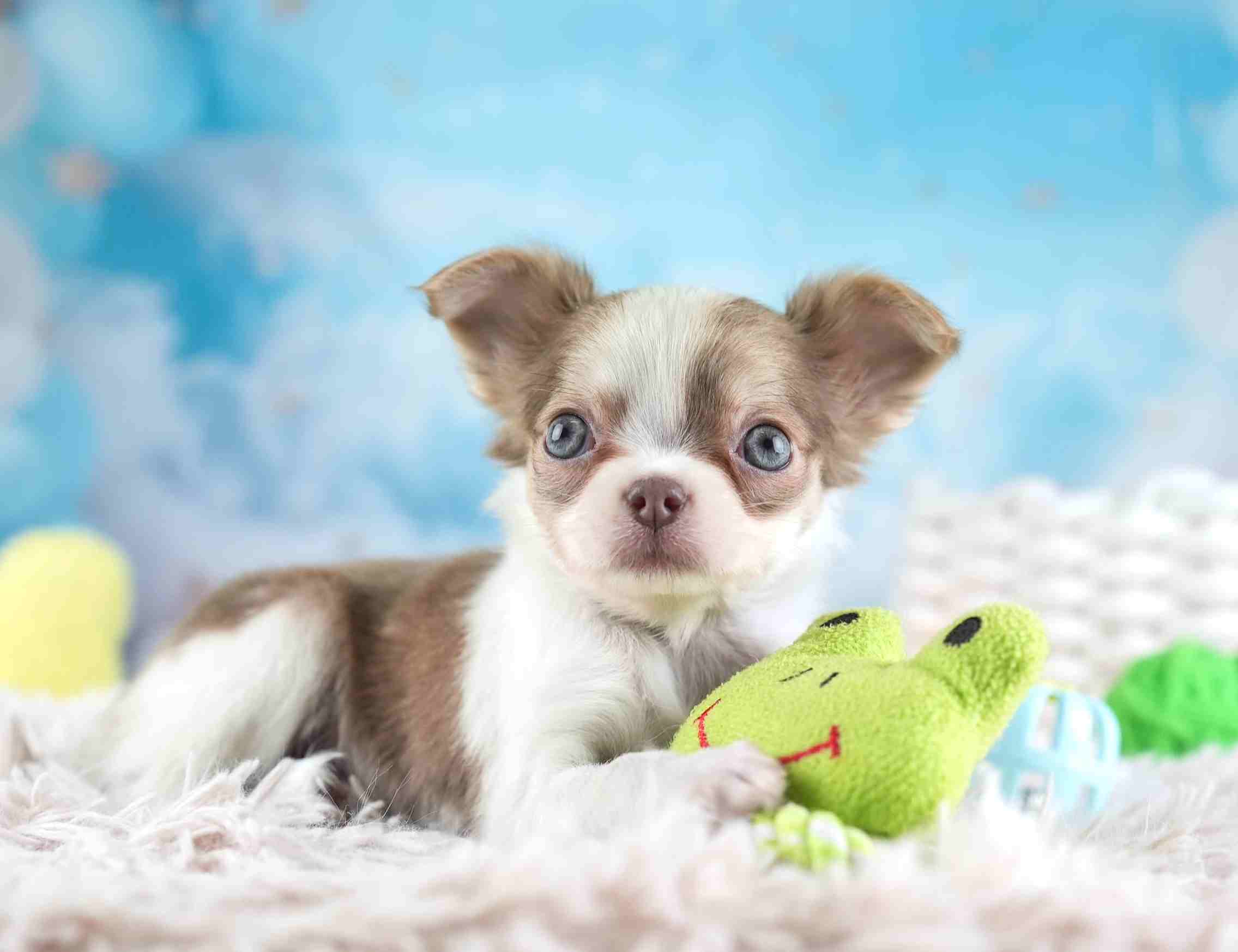 チワワ(ロング) | 女の子 | ブルーフォーンホワイト | 2026年1月27日（ID:dog-30002929）