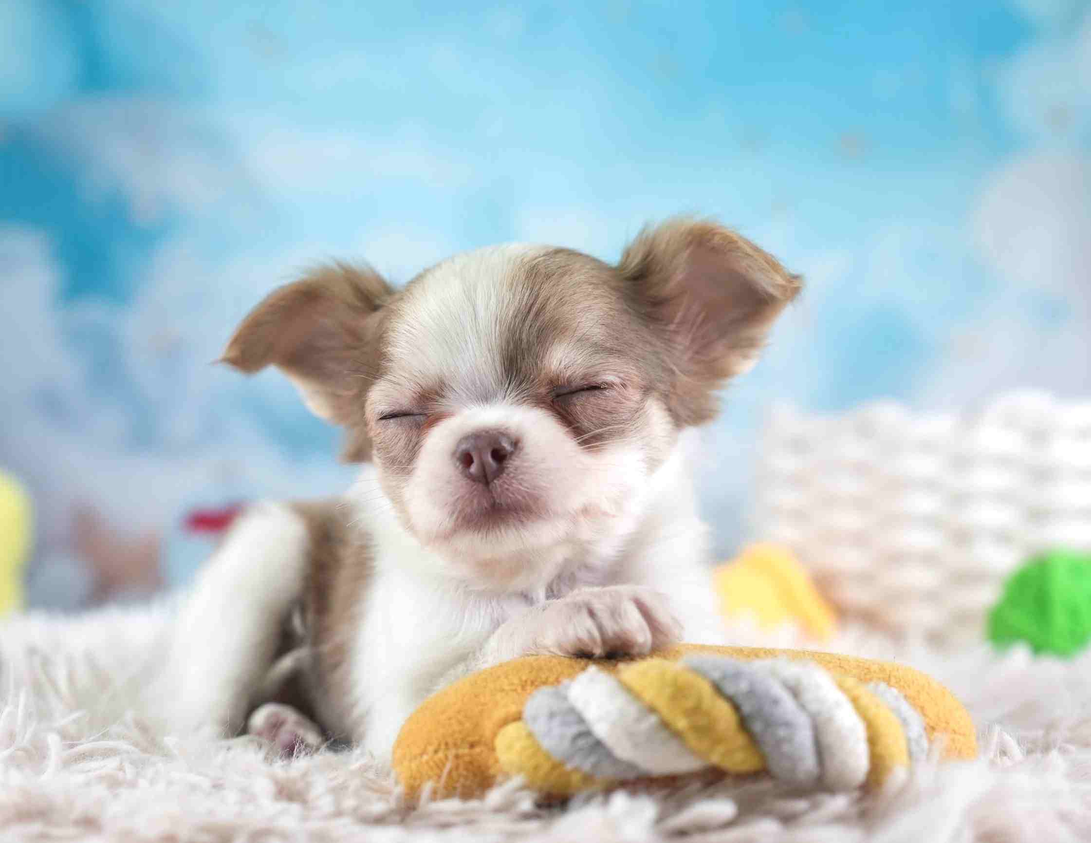 チワワ(ロング) | 女の子 | ブルーフォーンホワイト | 2026年1月27日（ID:dog-30002929）