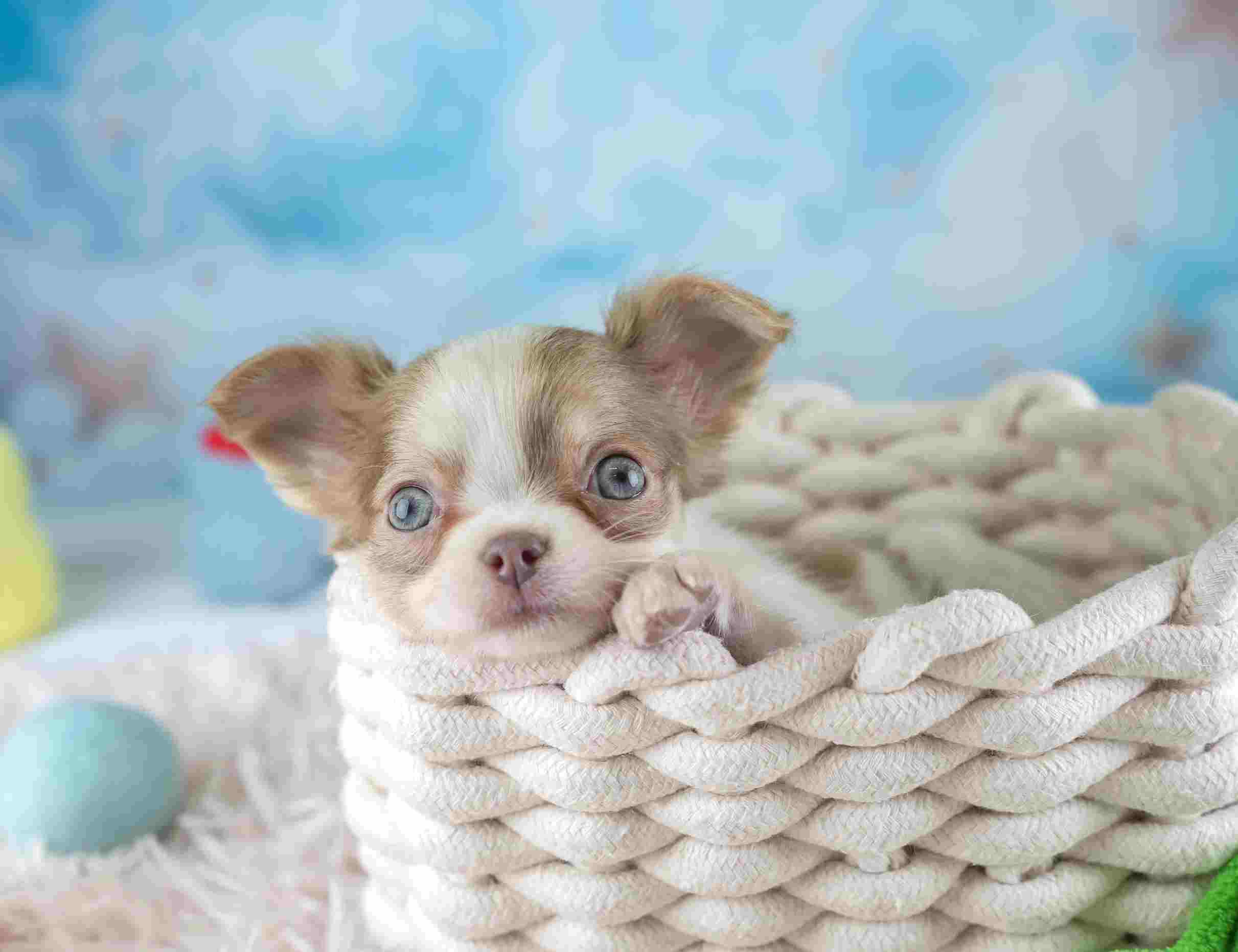 チワワ(ロング) | 女の子 | ブルーフォーンホワイト | 2026年1月27日（ID:dog-30002929）