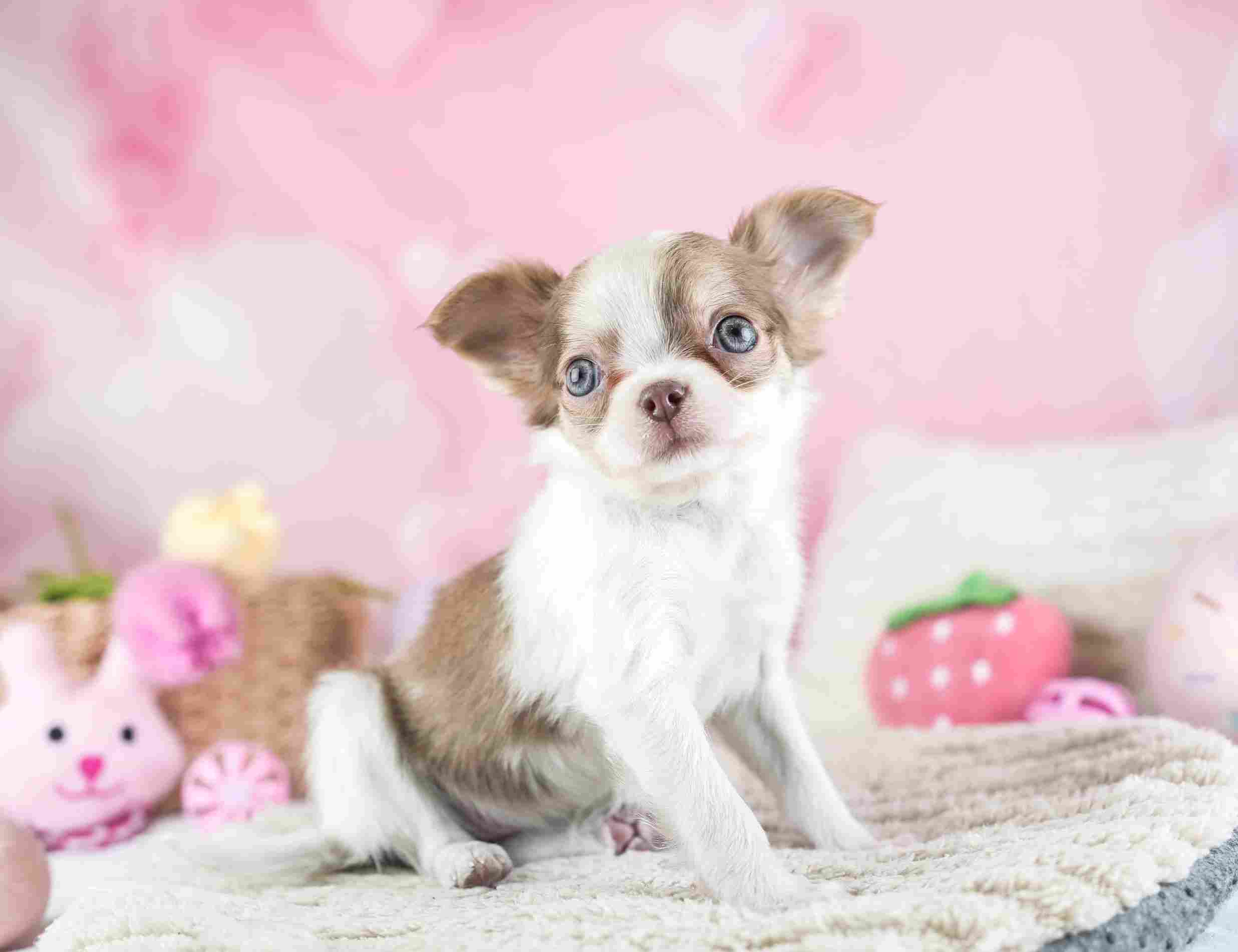 チワワ(ロング) | 女の子 | ブルーフォーンホワイト | 2026年1月27日（ID:dog-30002929）